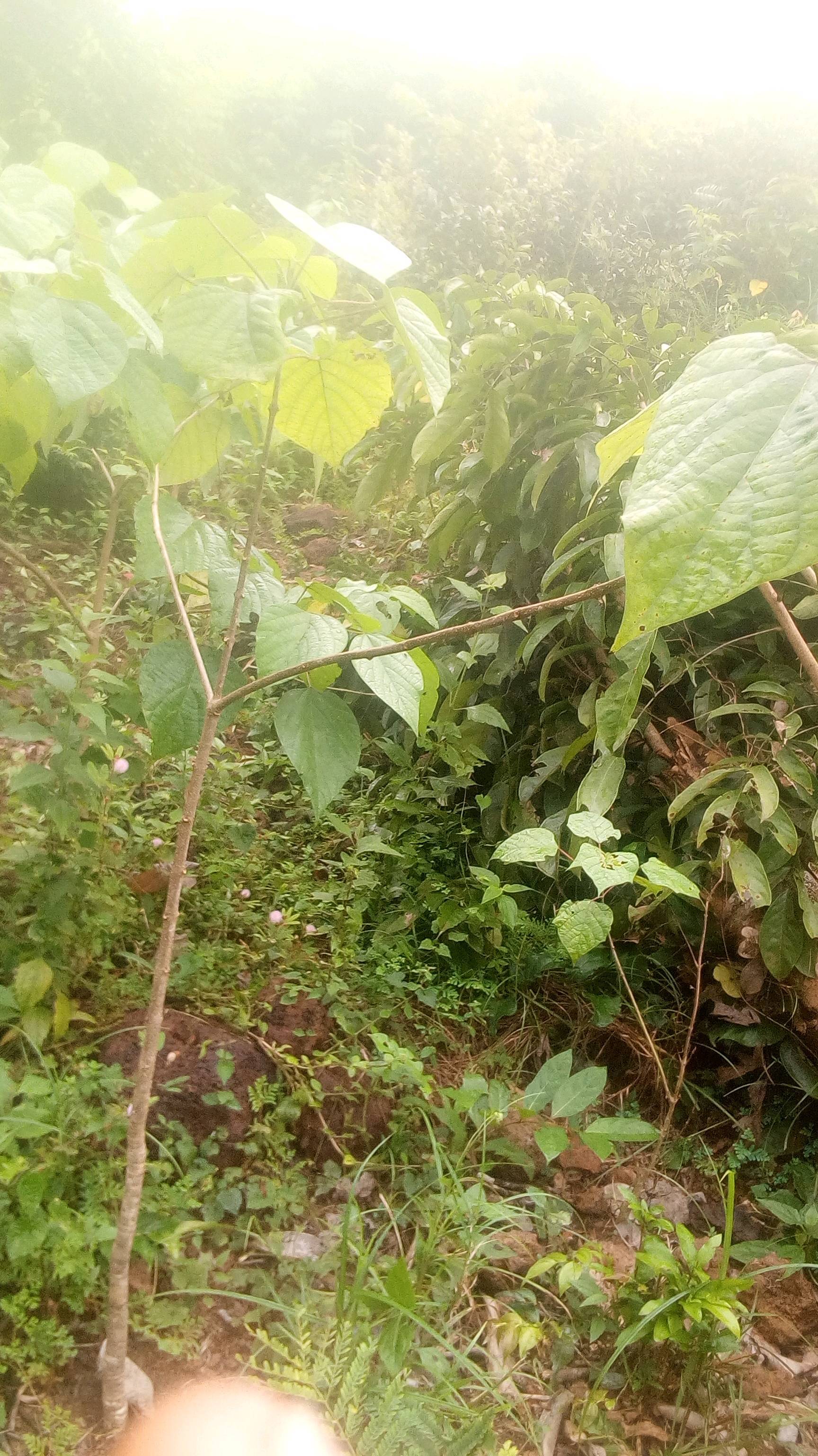 tree