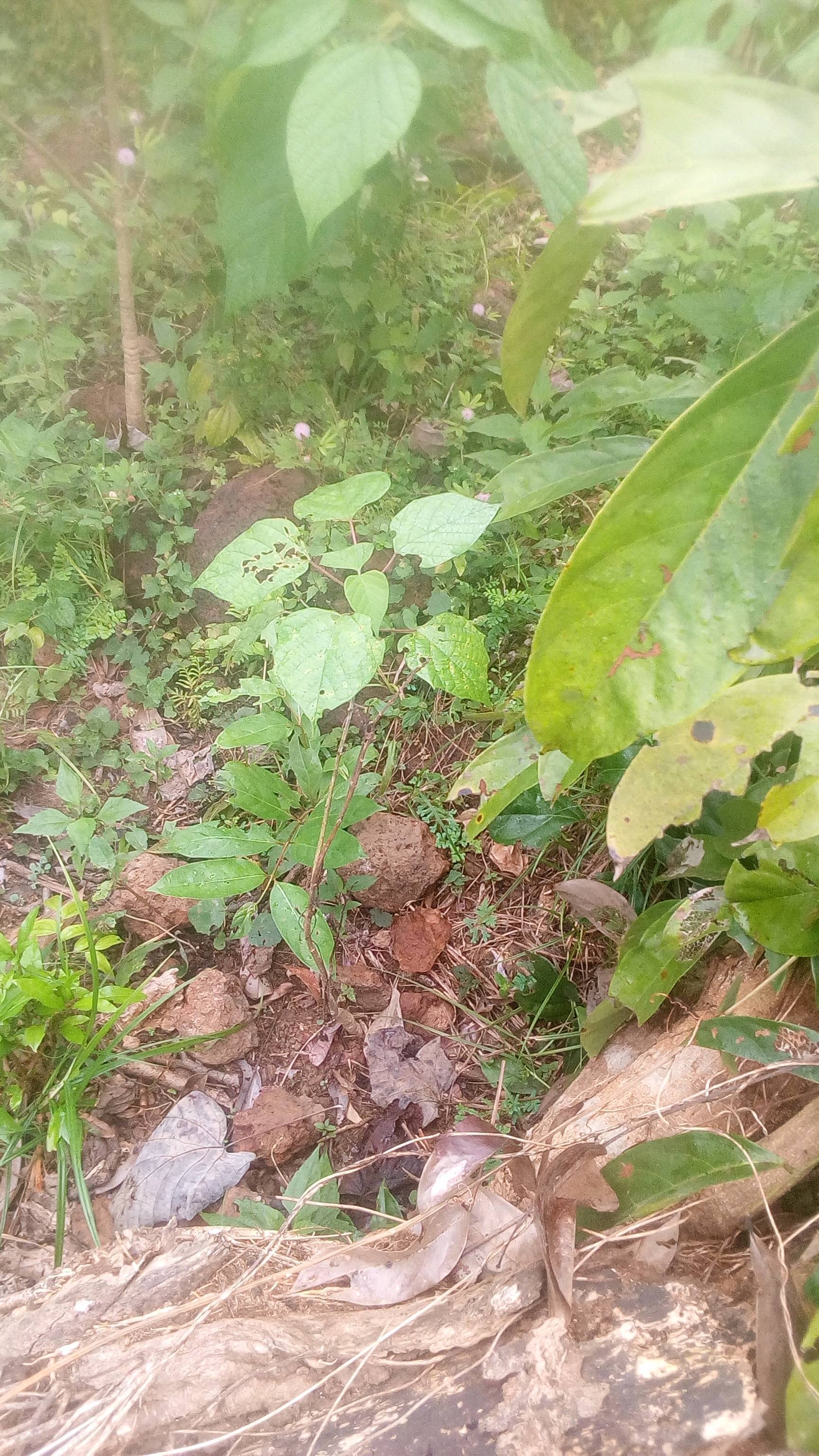 tree
