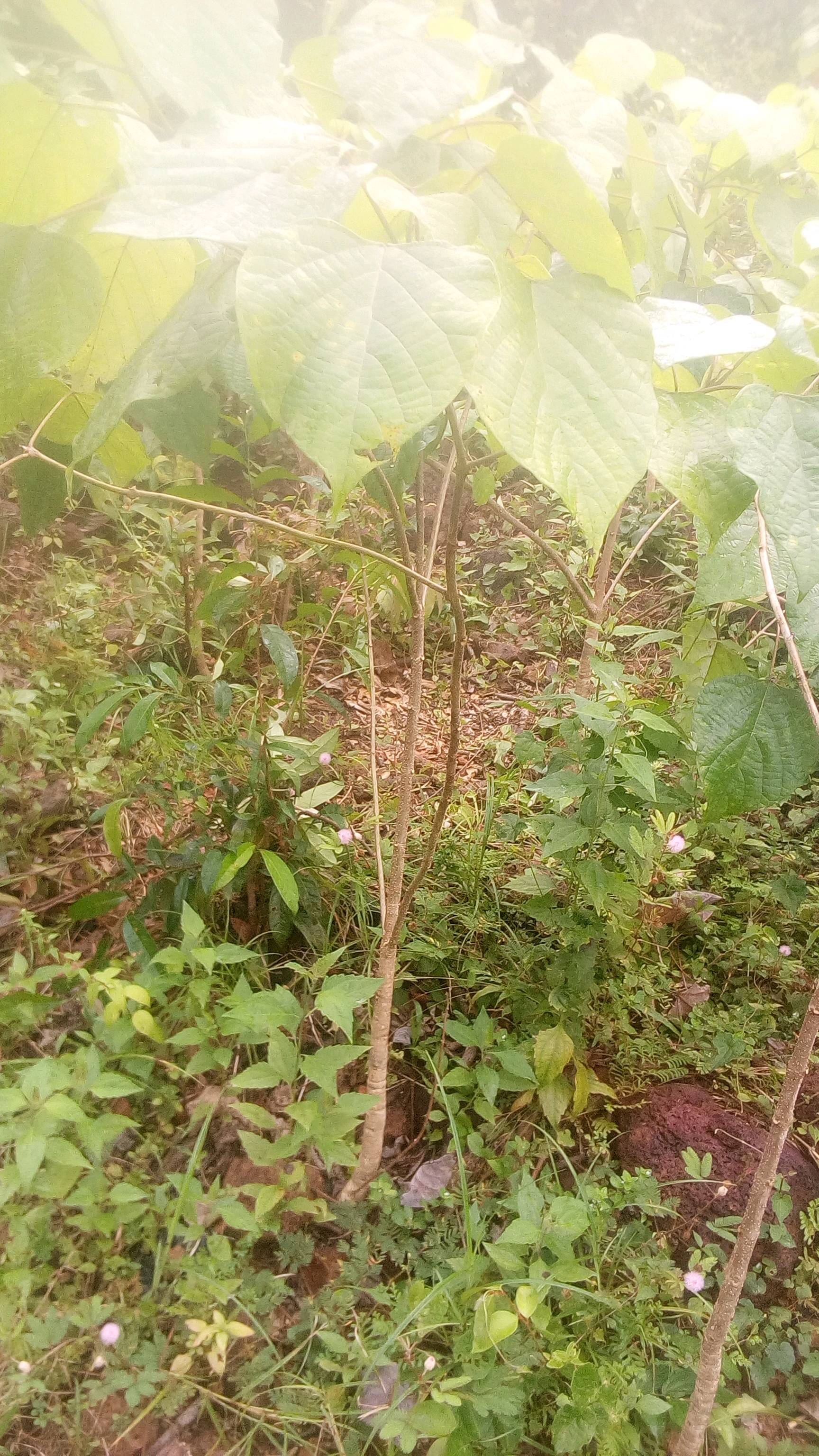 tree