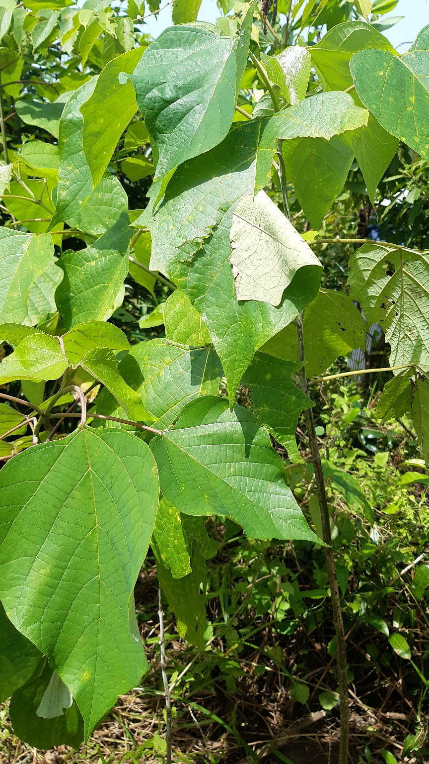 tree