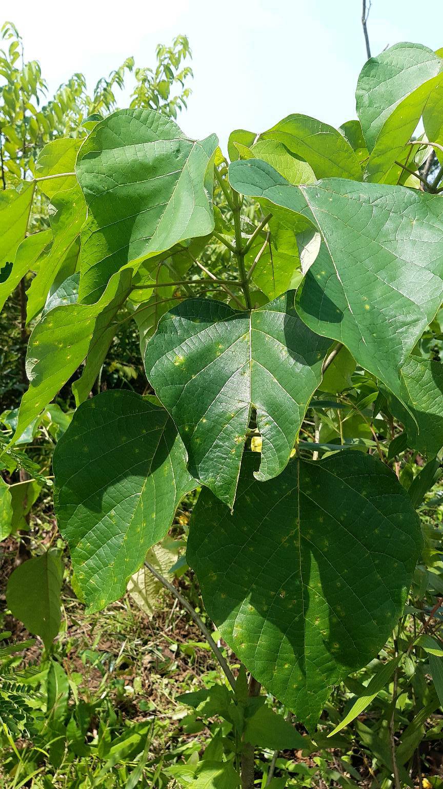 tree