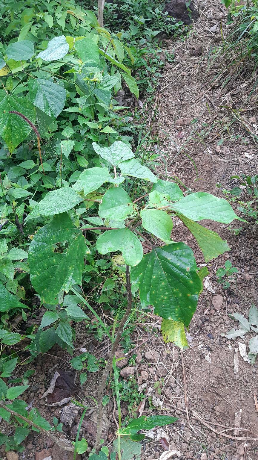 tree