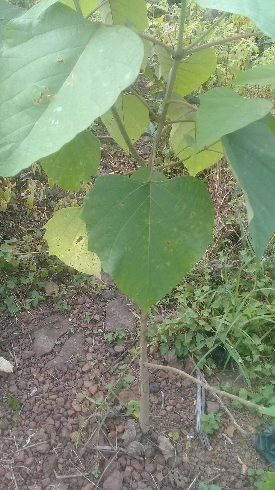 tree