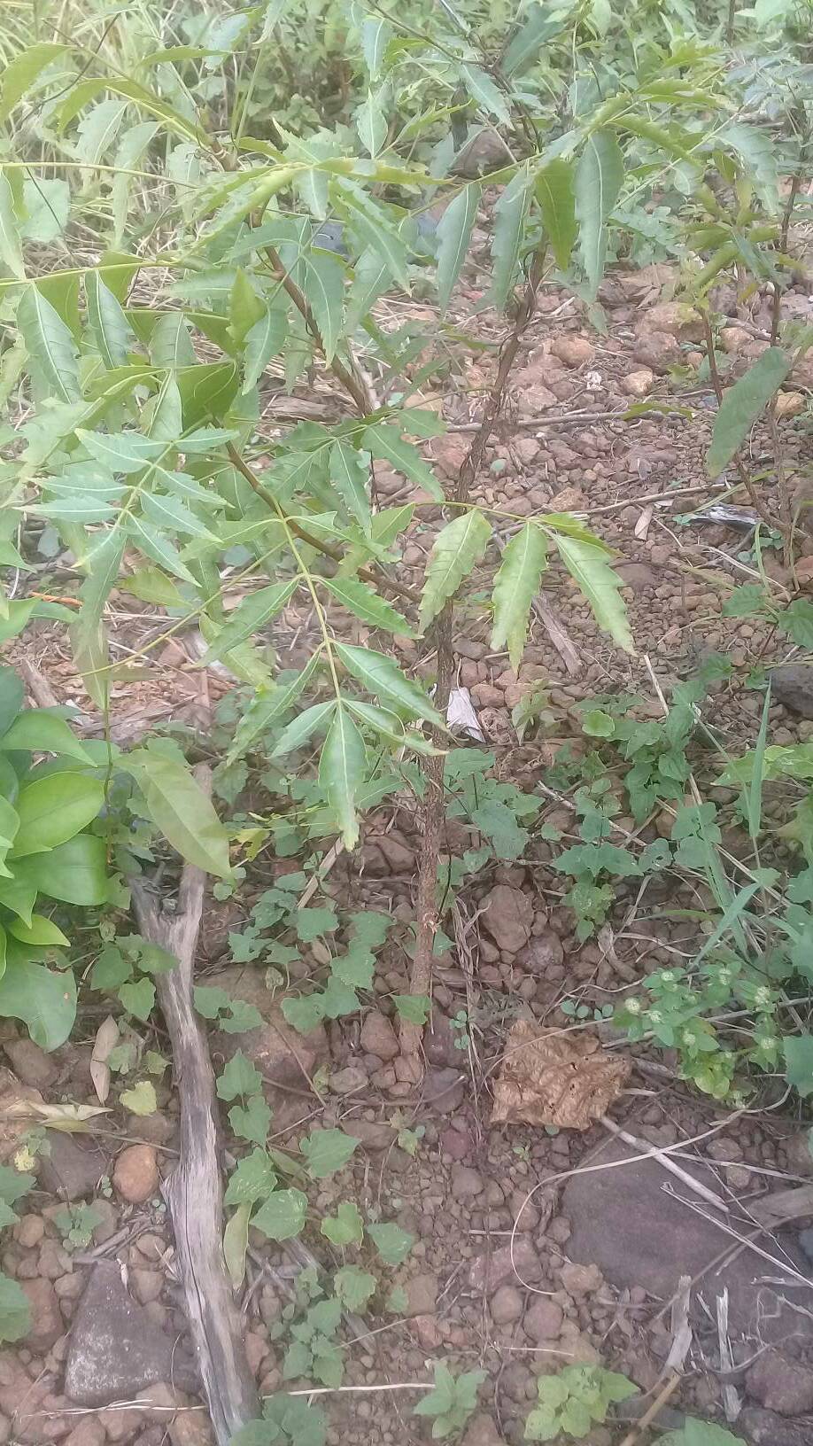 tree