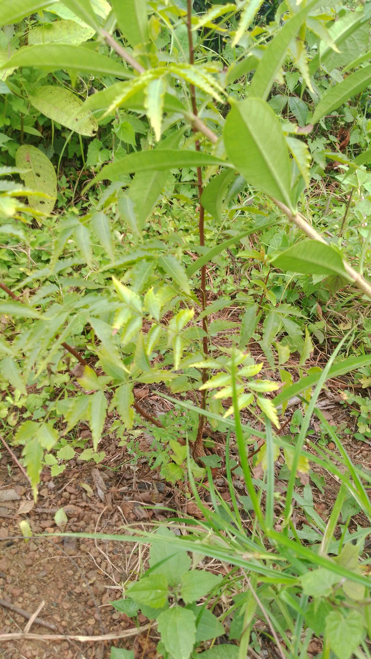 tree