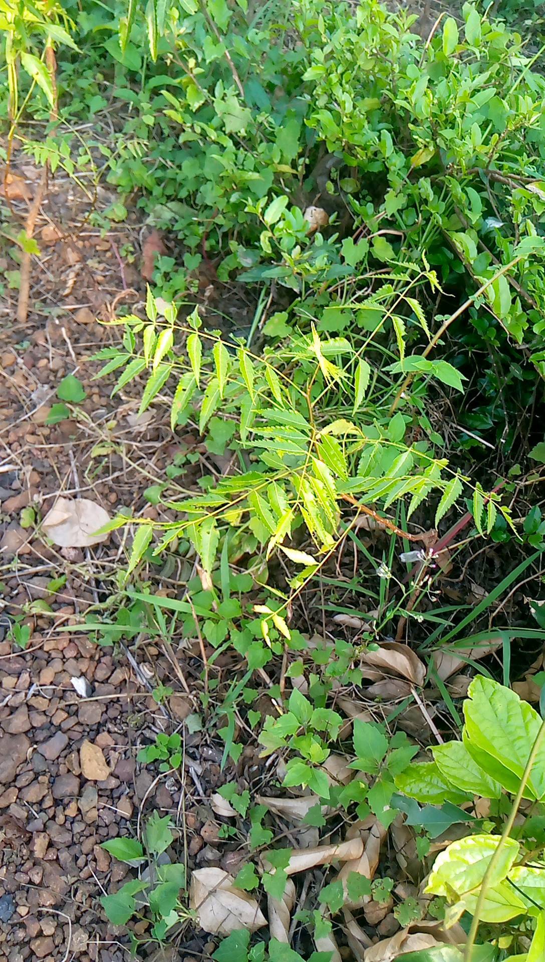 tree