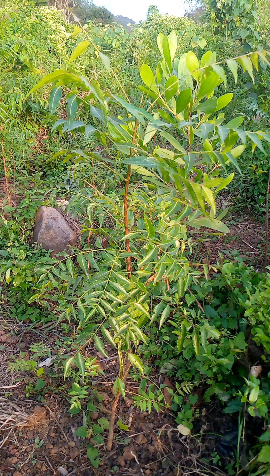 tree
