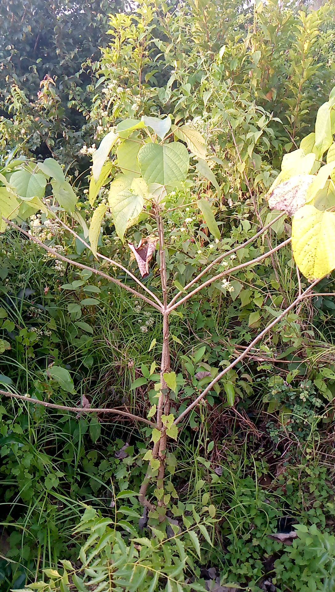 tree