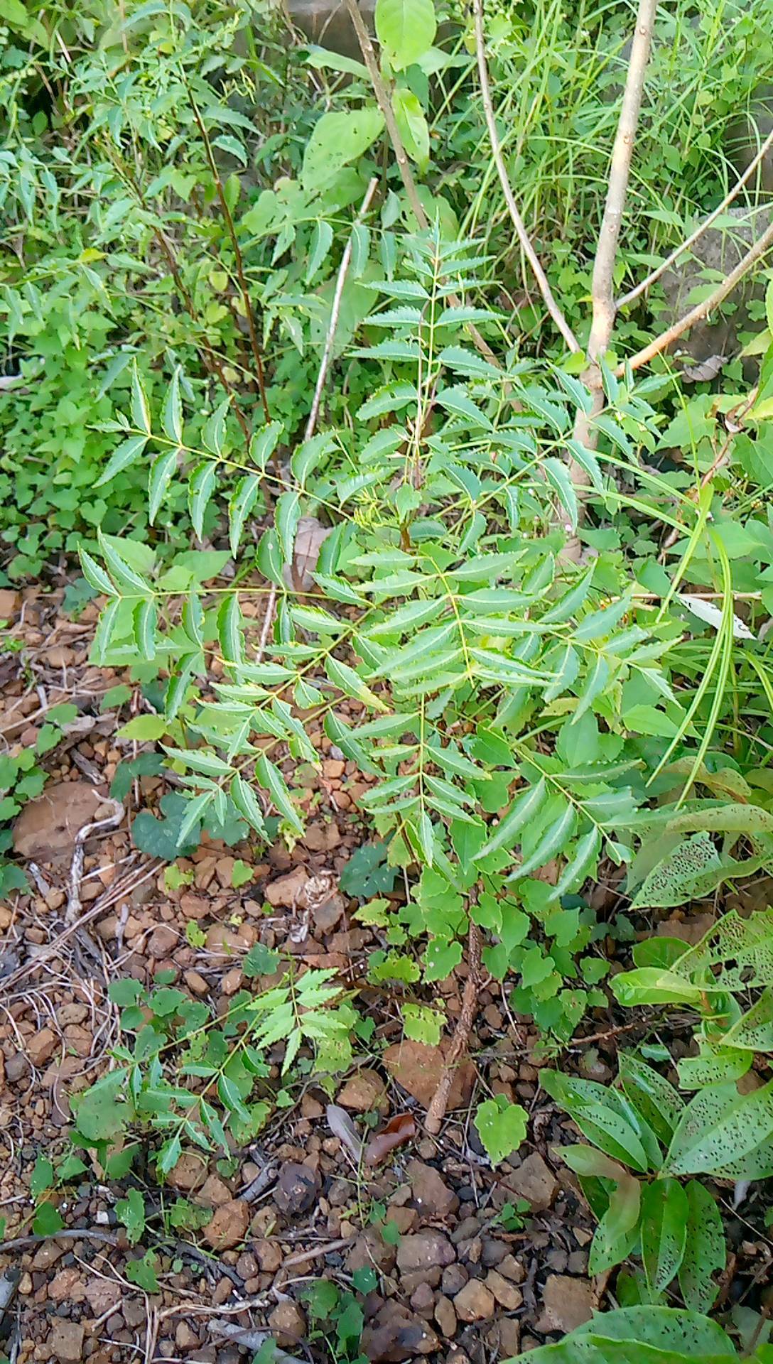 tree