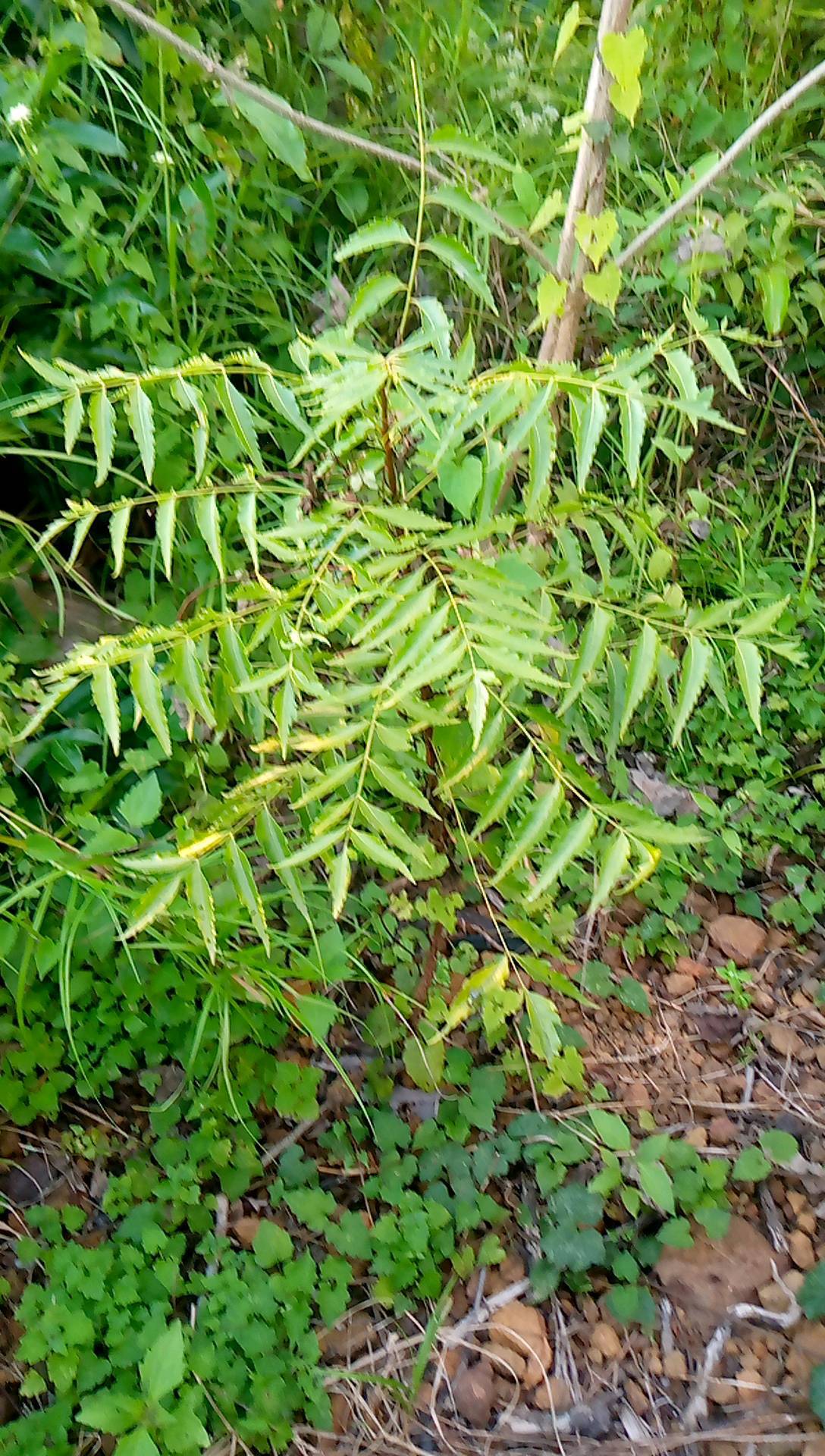 tree