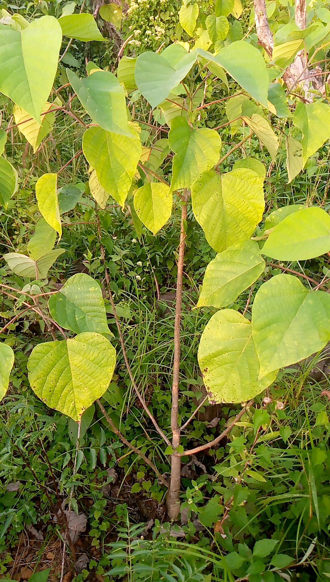 tree