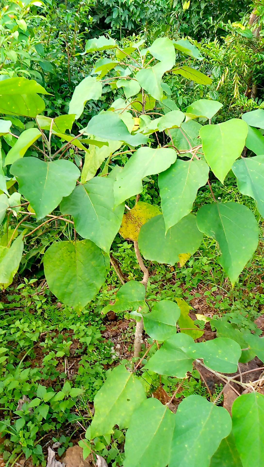 tree
