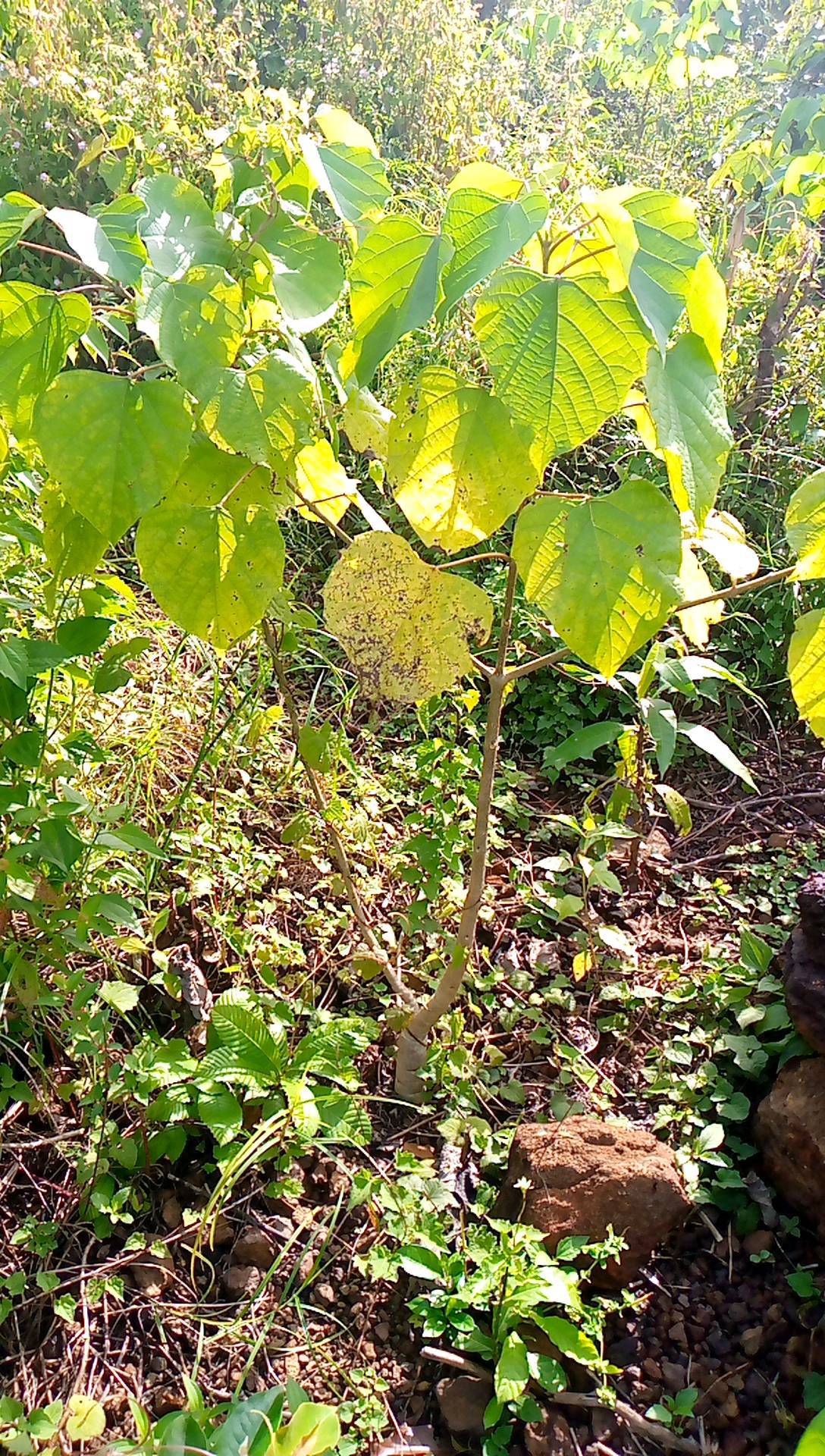 tree