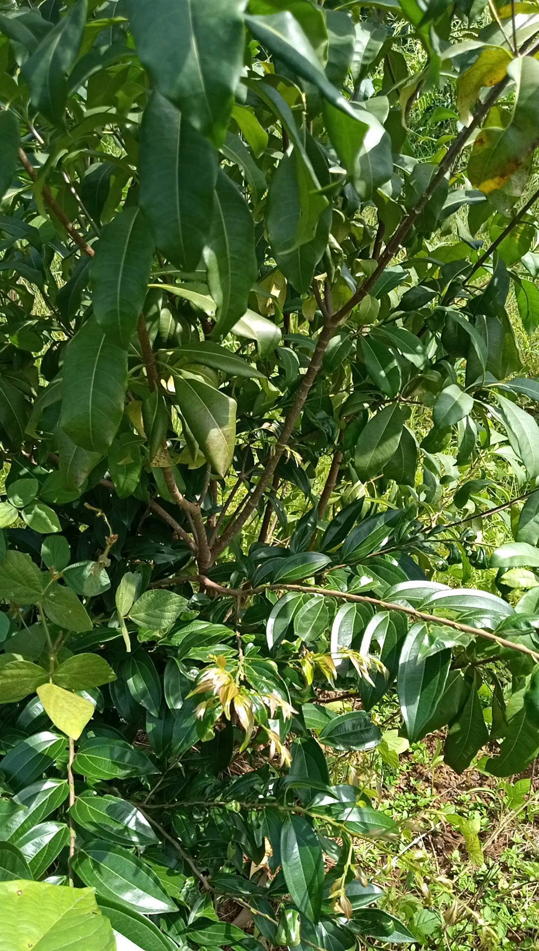 tree
