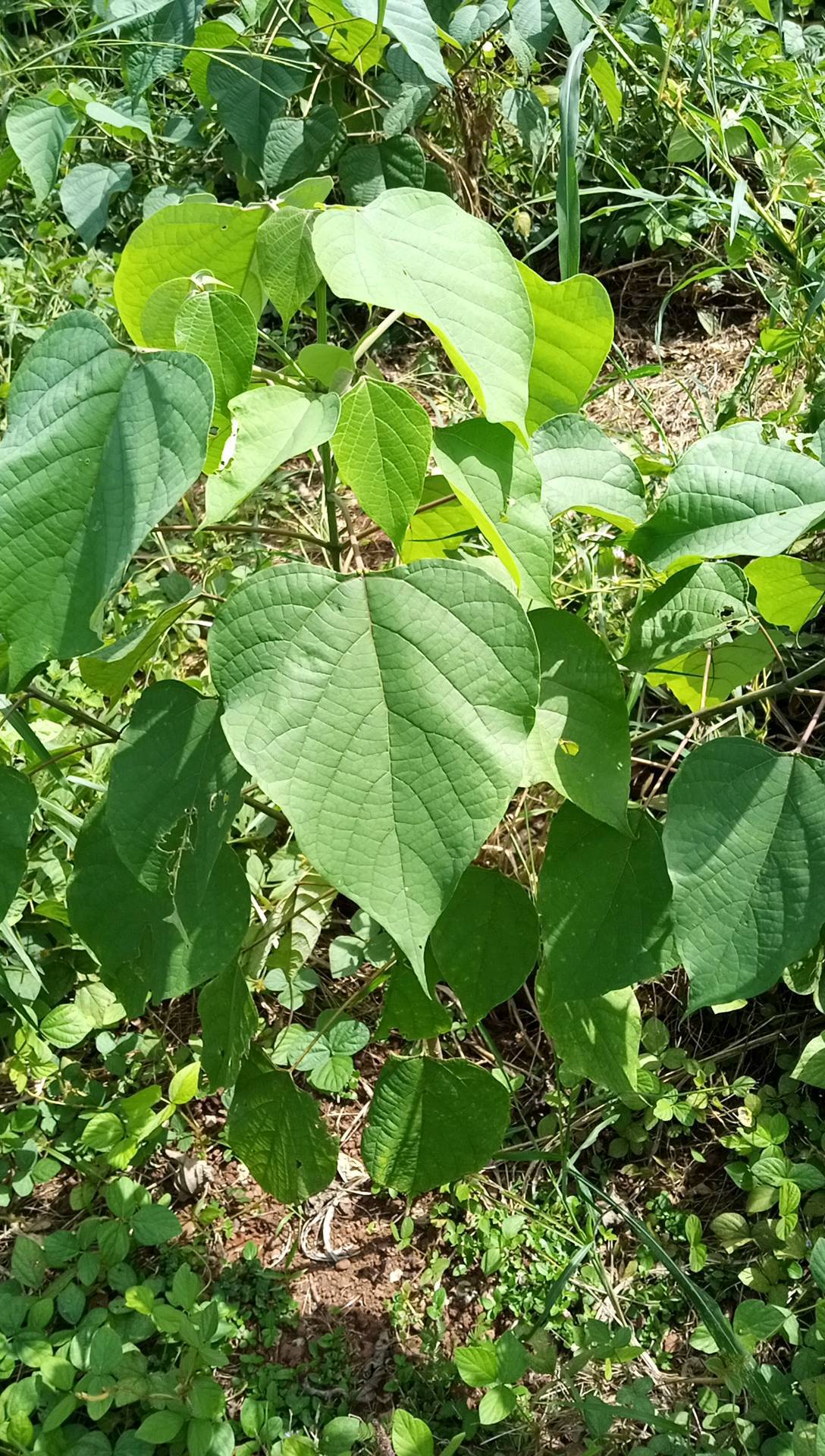 tree