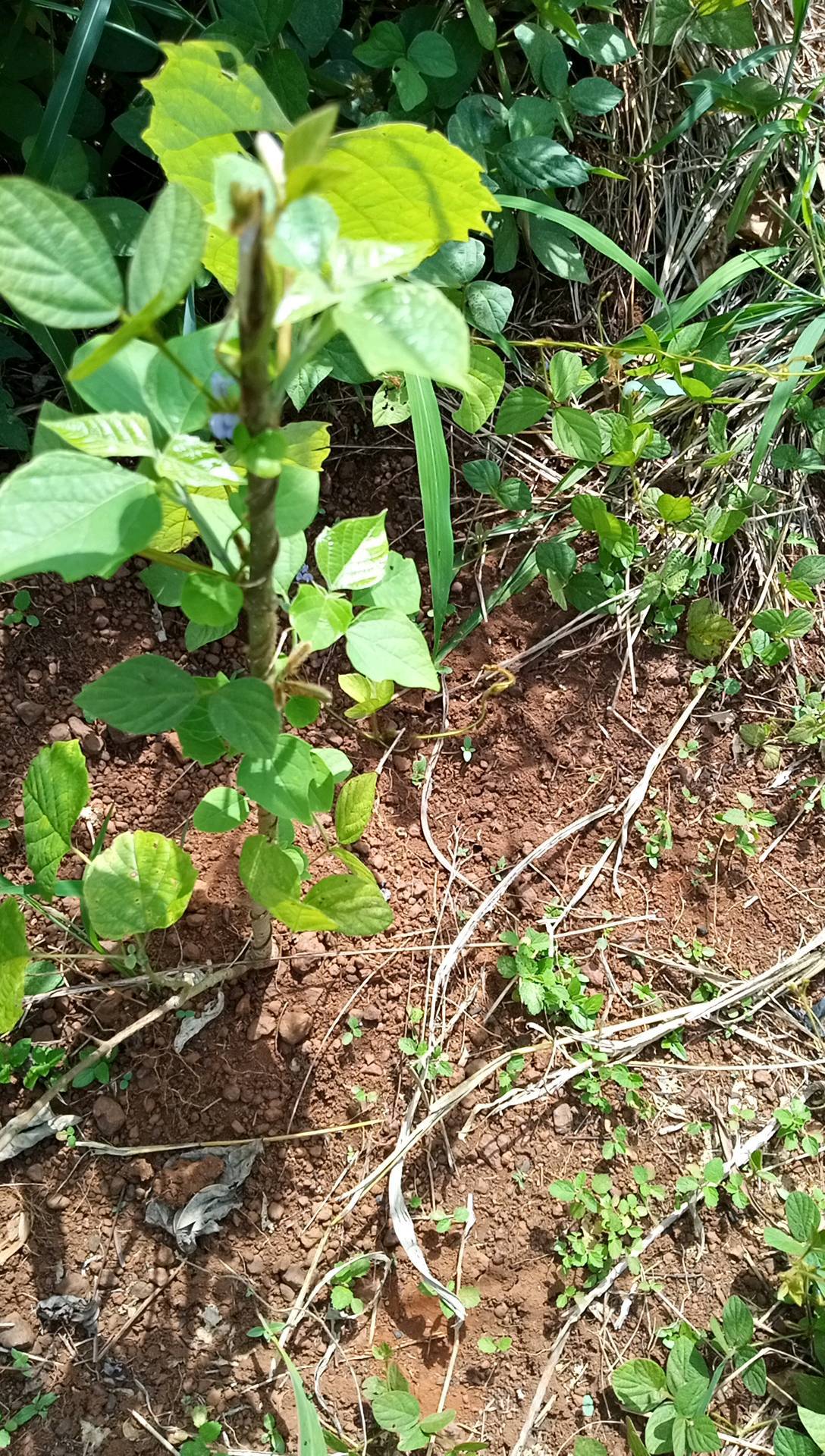 tree