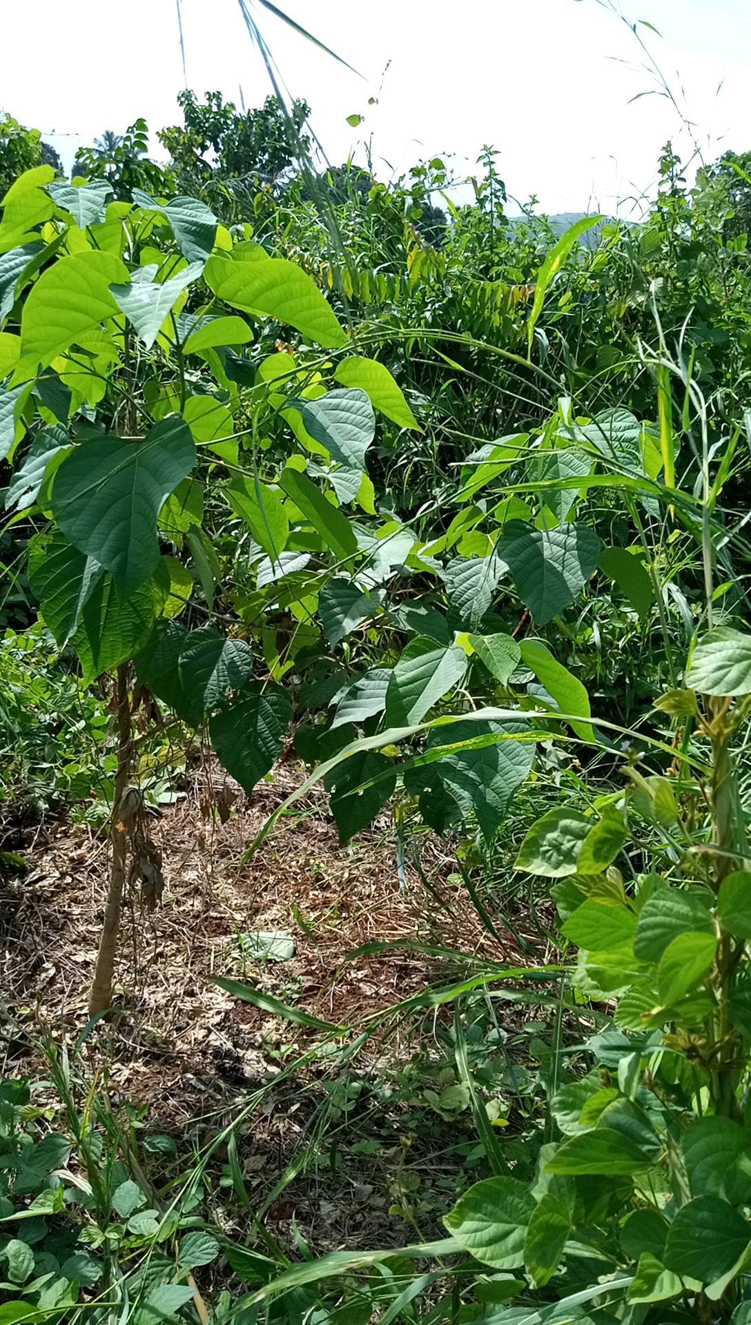 tree