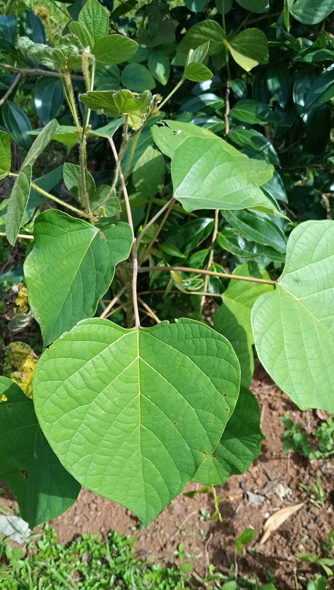 tree