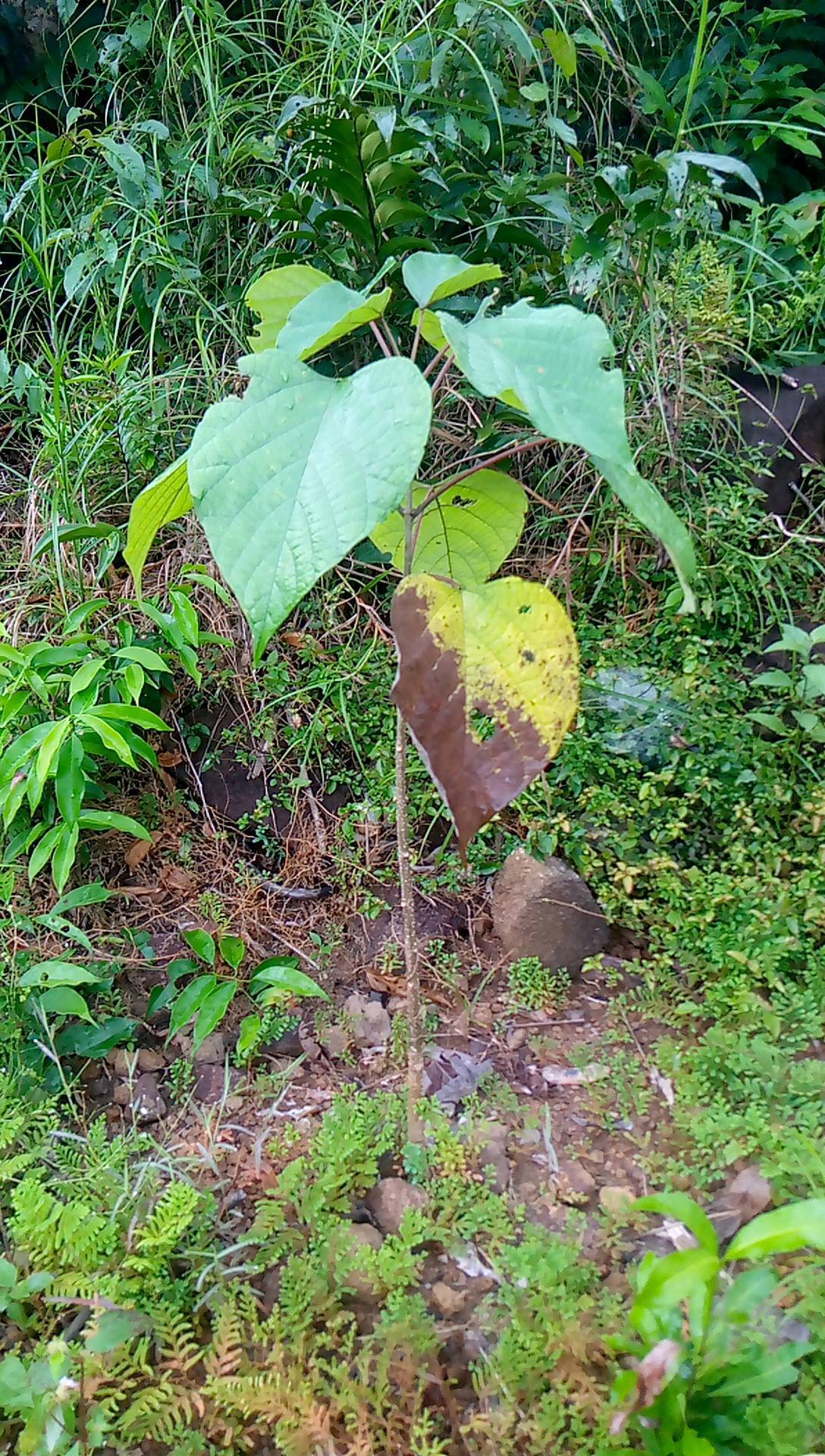 tree