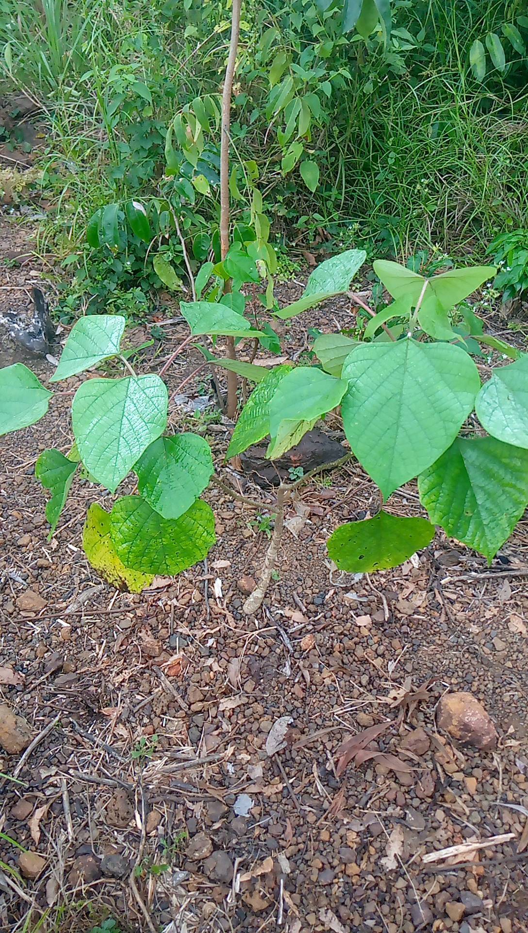 tree