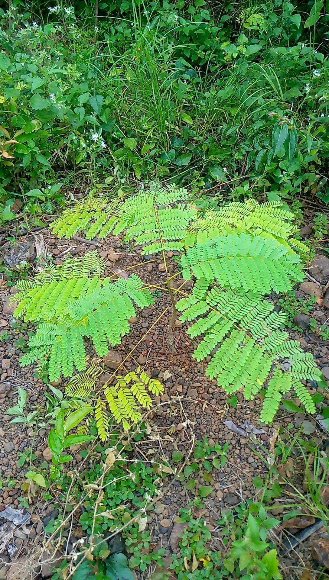 tree