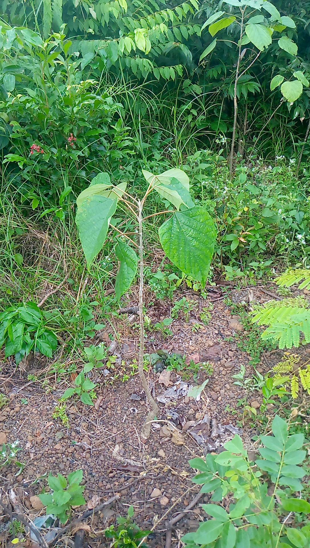 tree