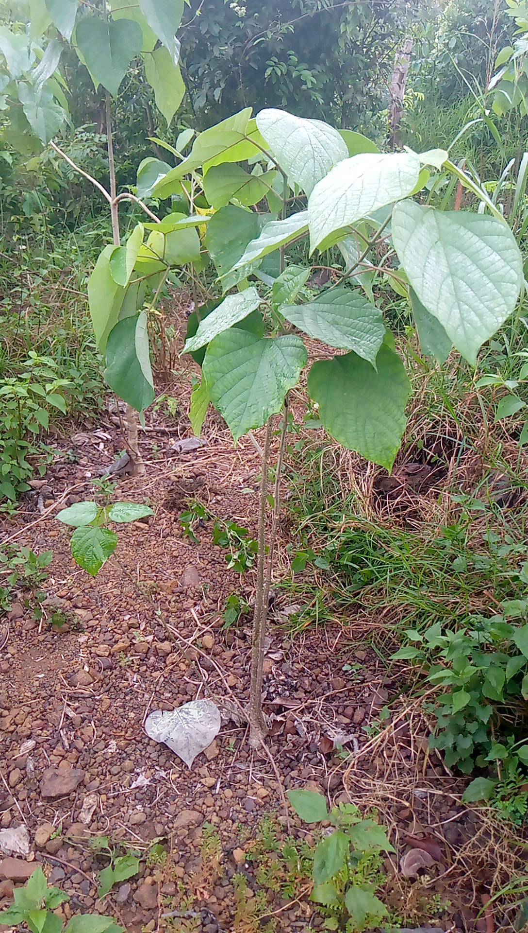 tree