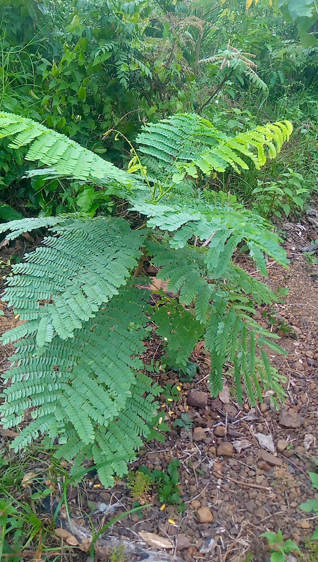 tree