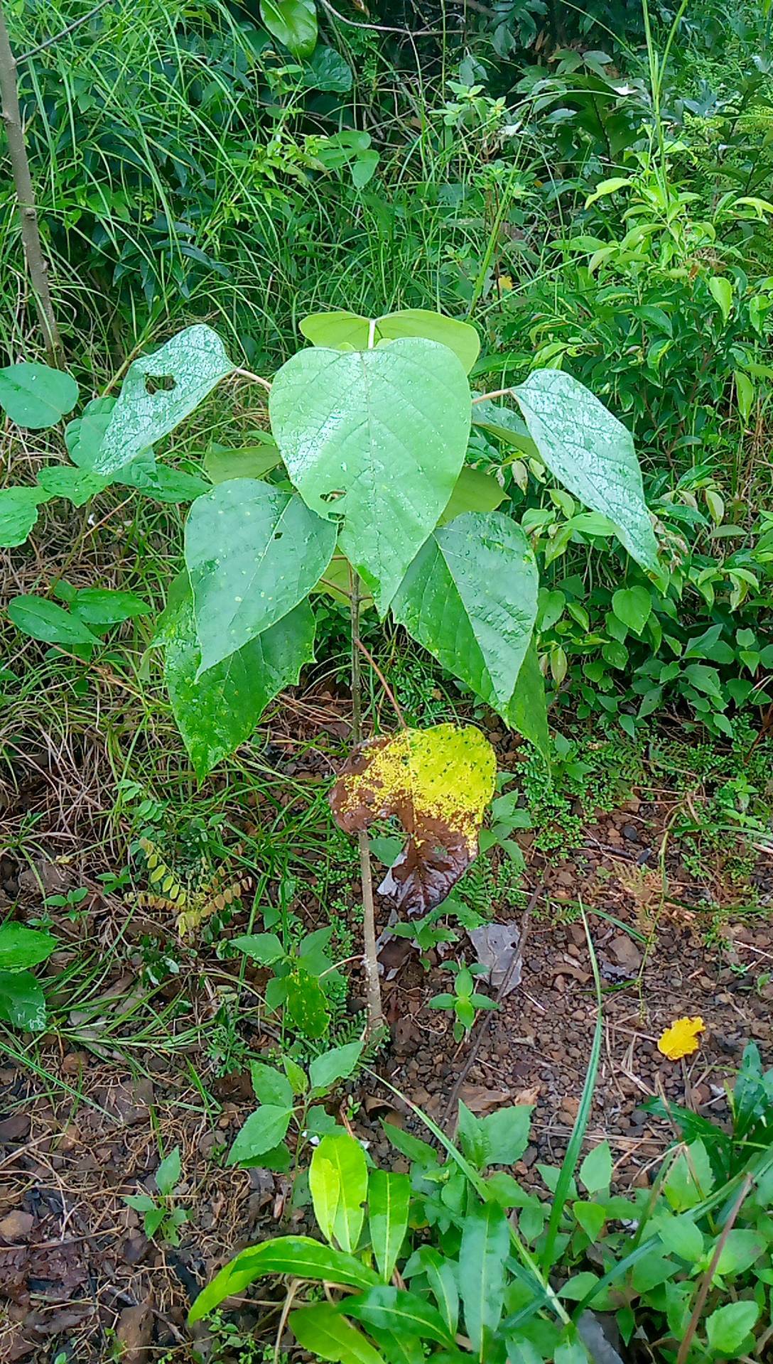 tree