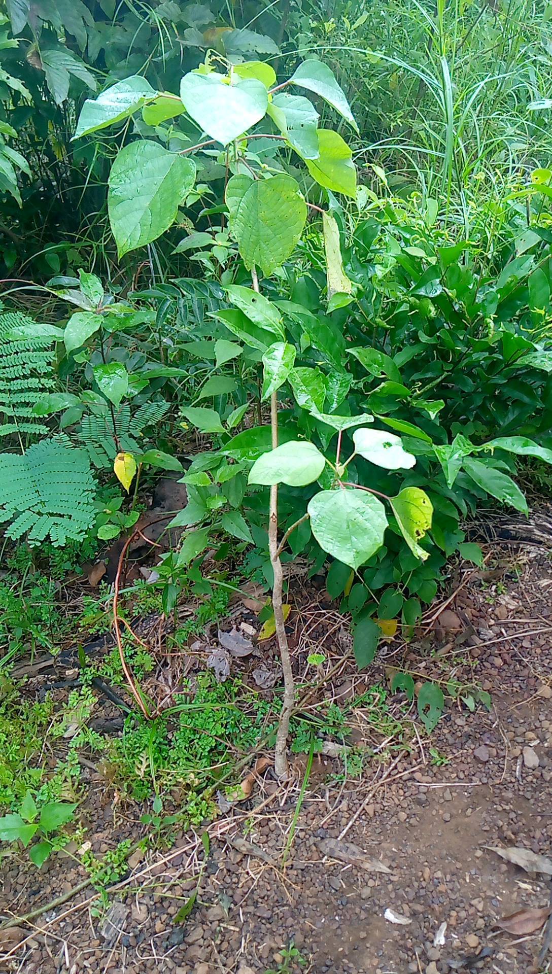 tree