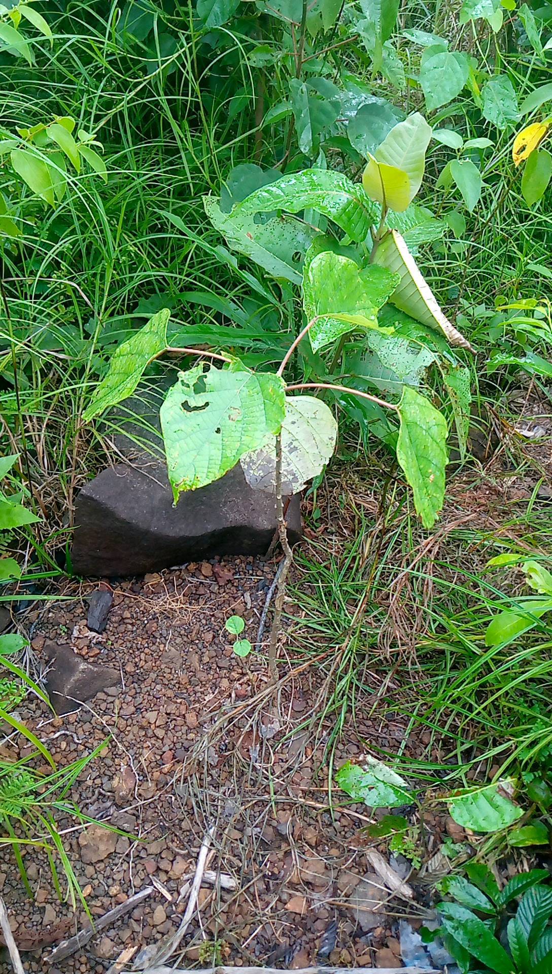 tree