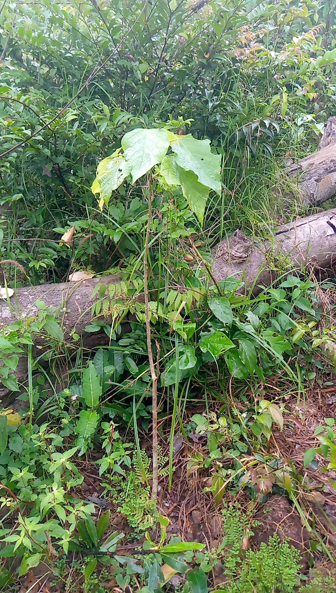 tree