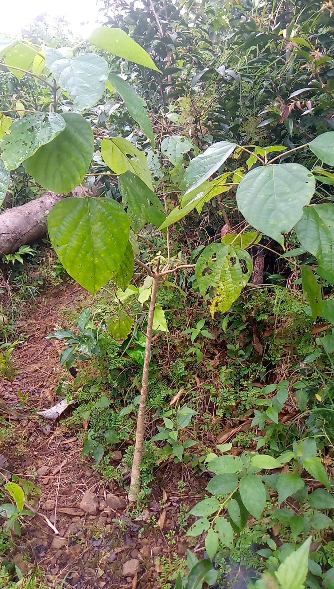 tree