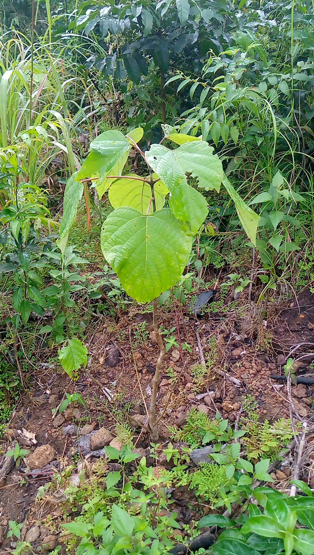 tree