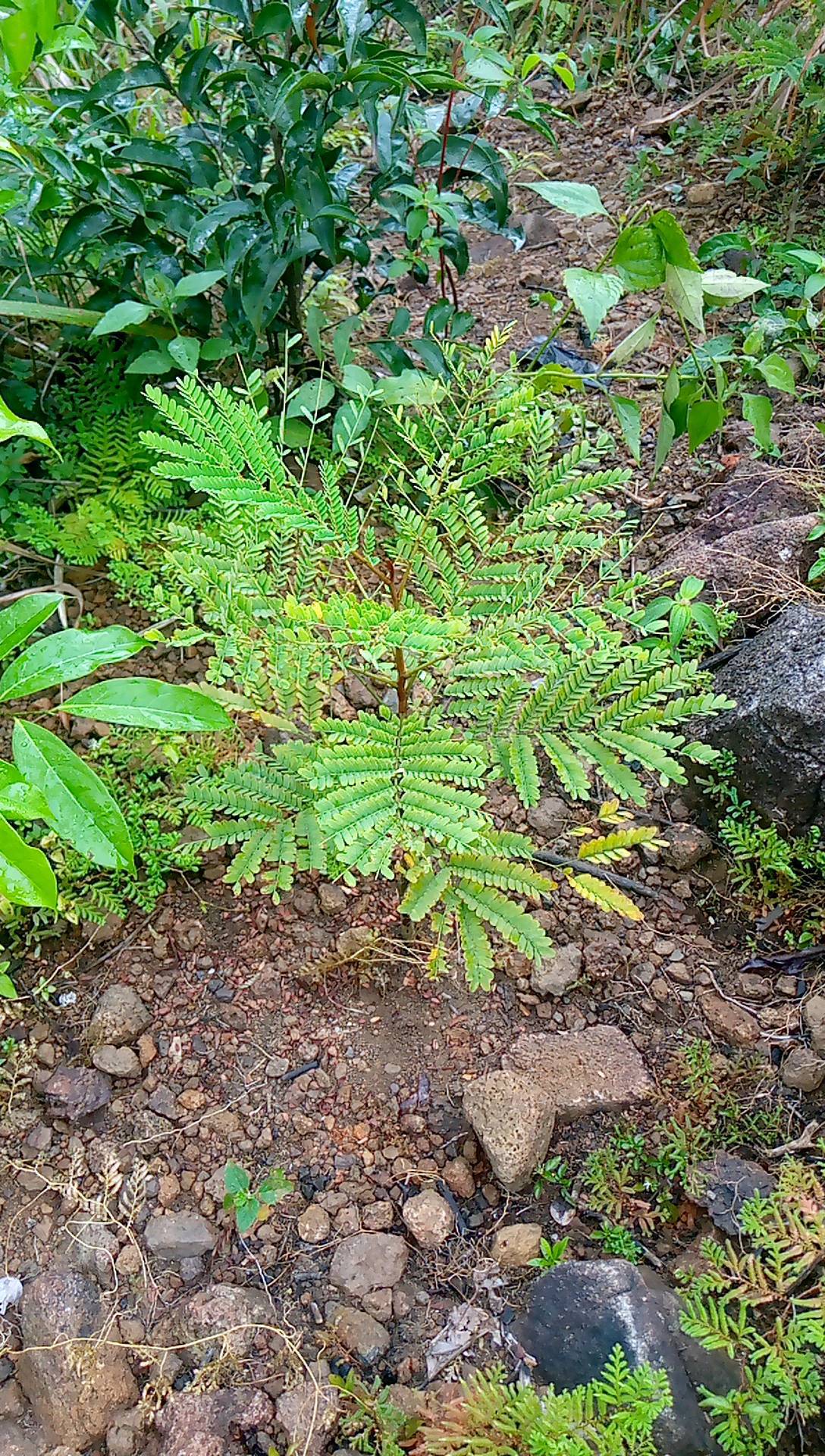 tree
