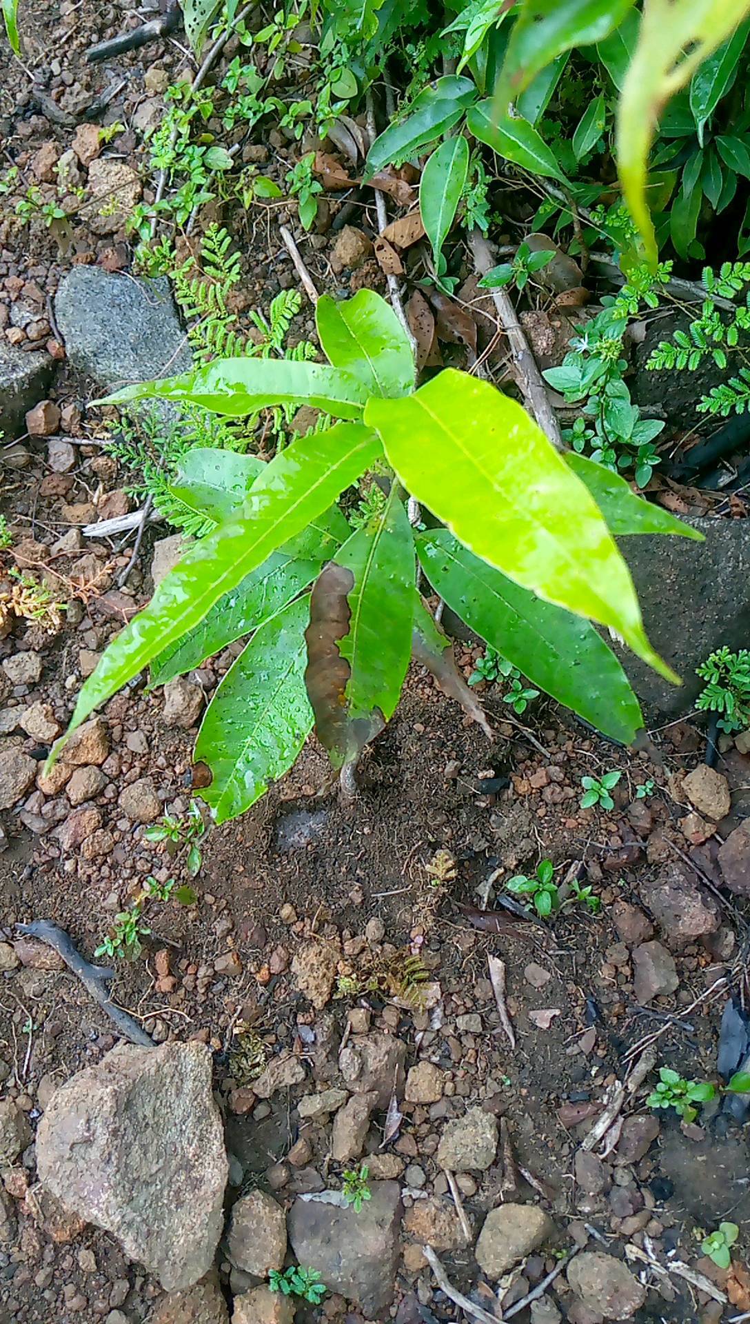 tree