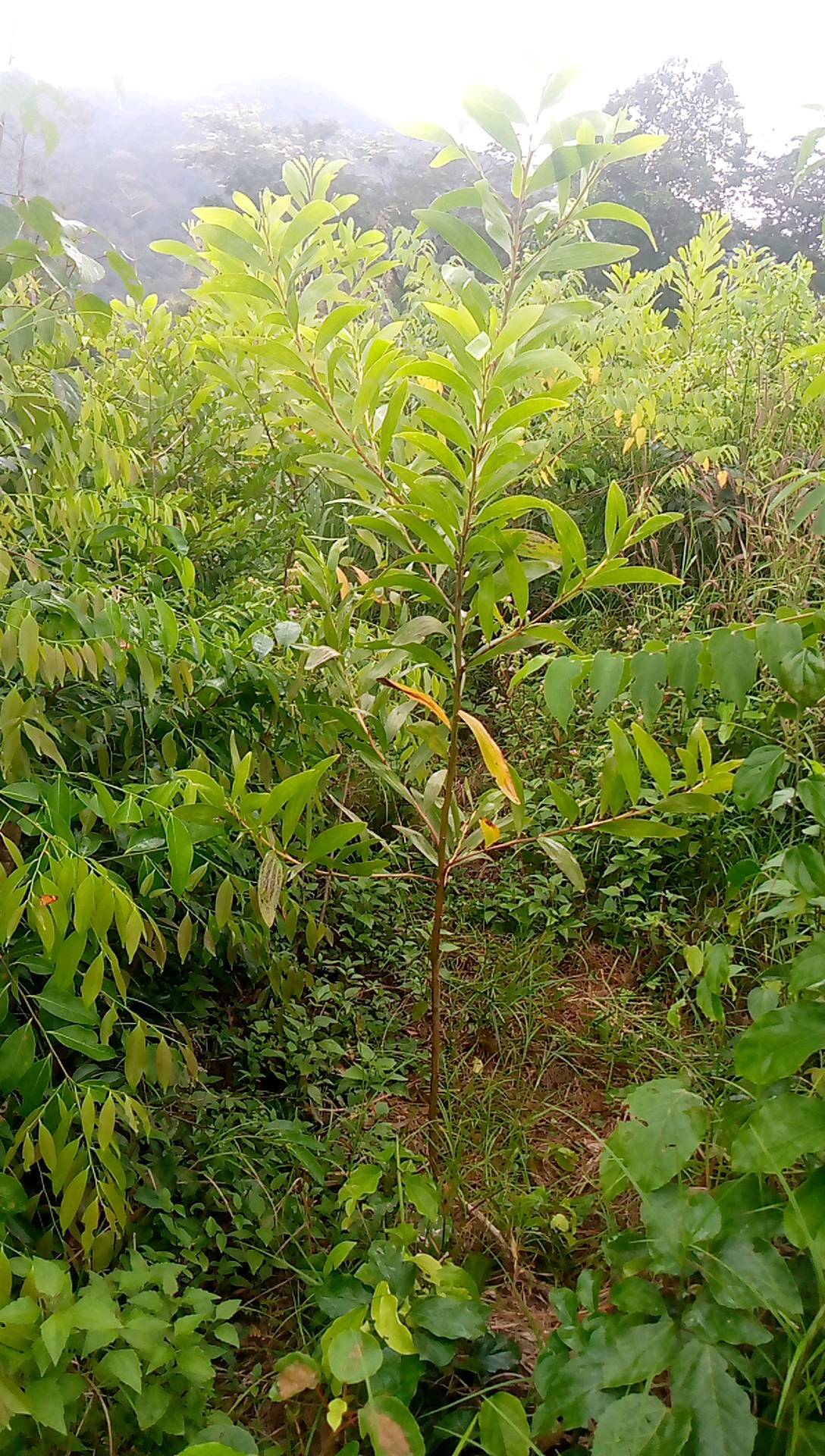 tree