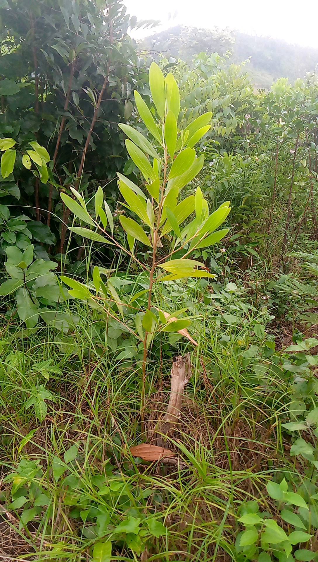 tree