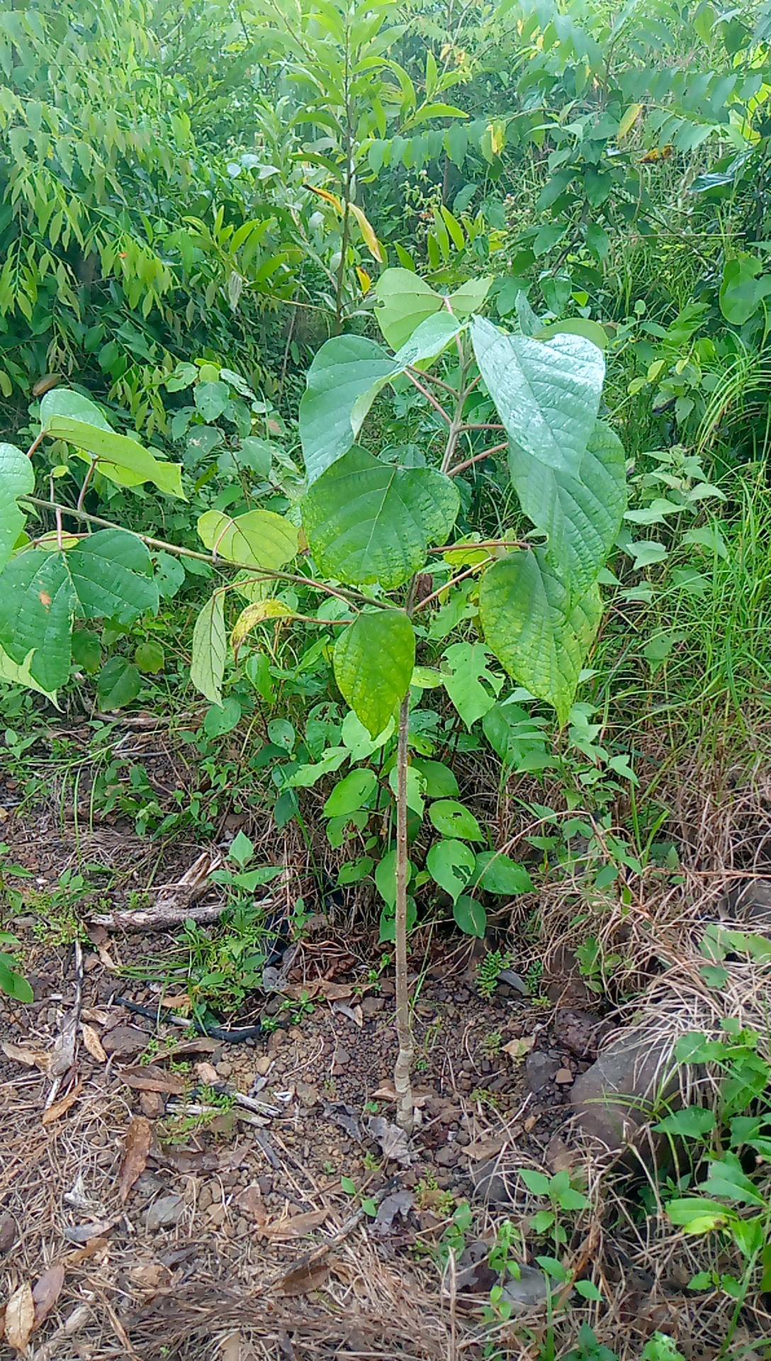 tree