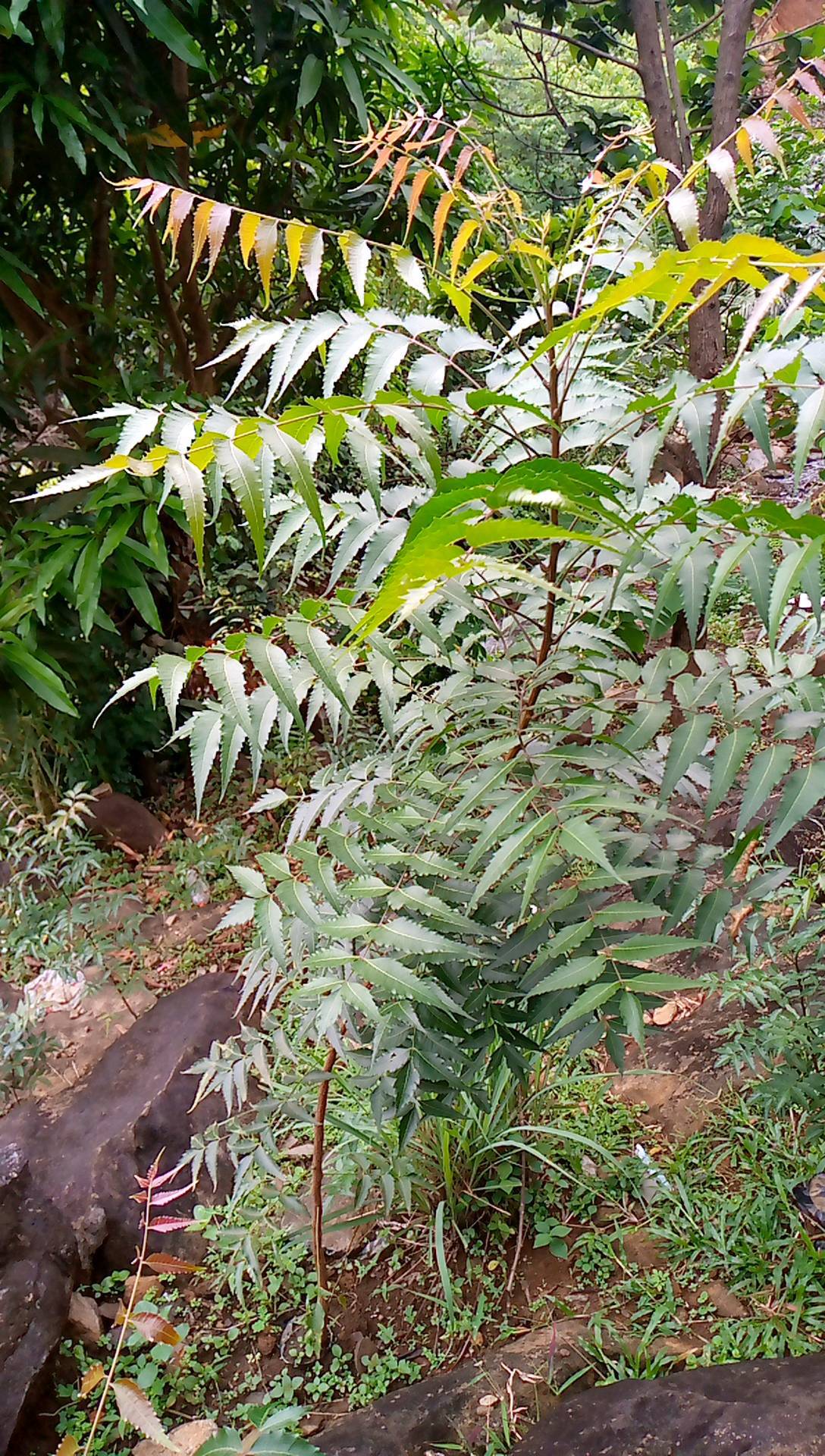 tree