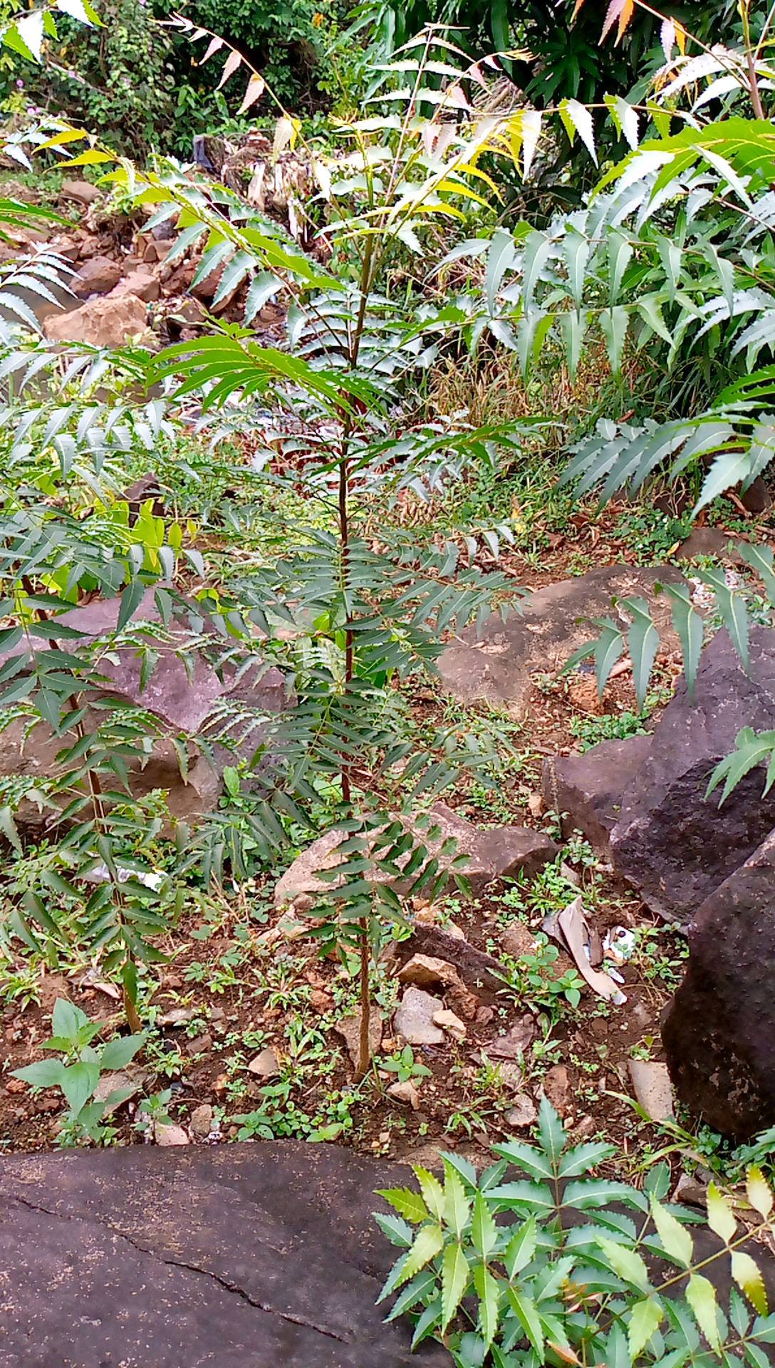 tree