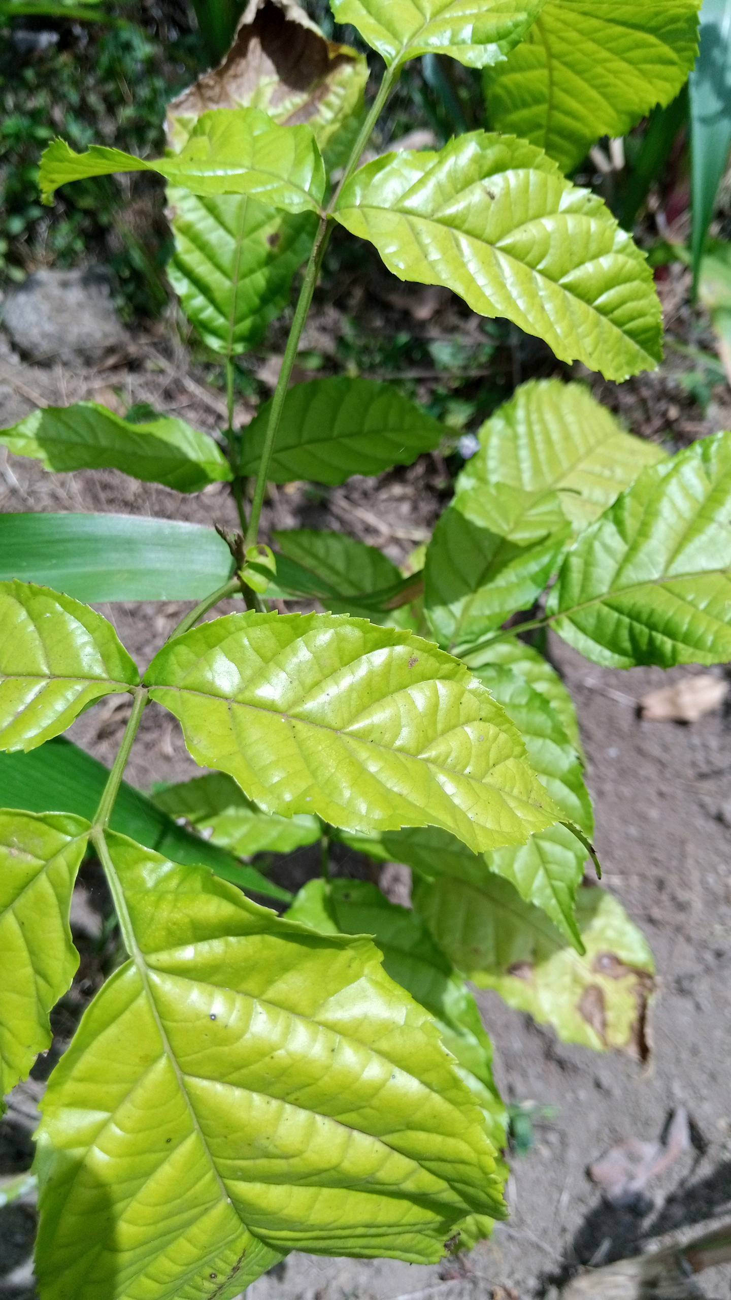 tree