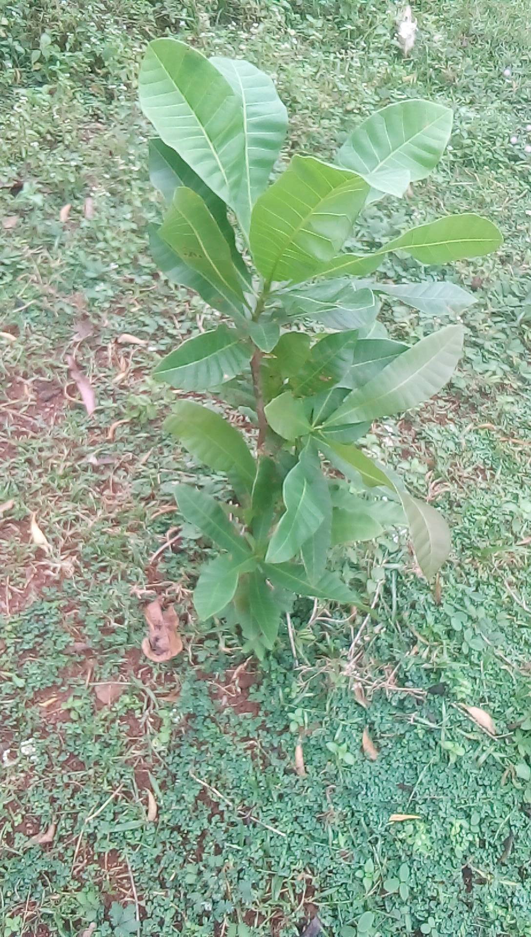 tree