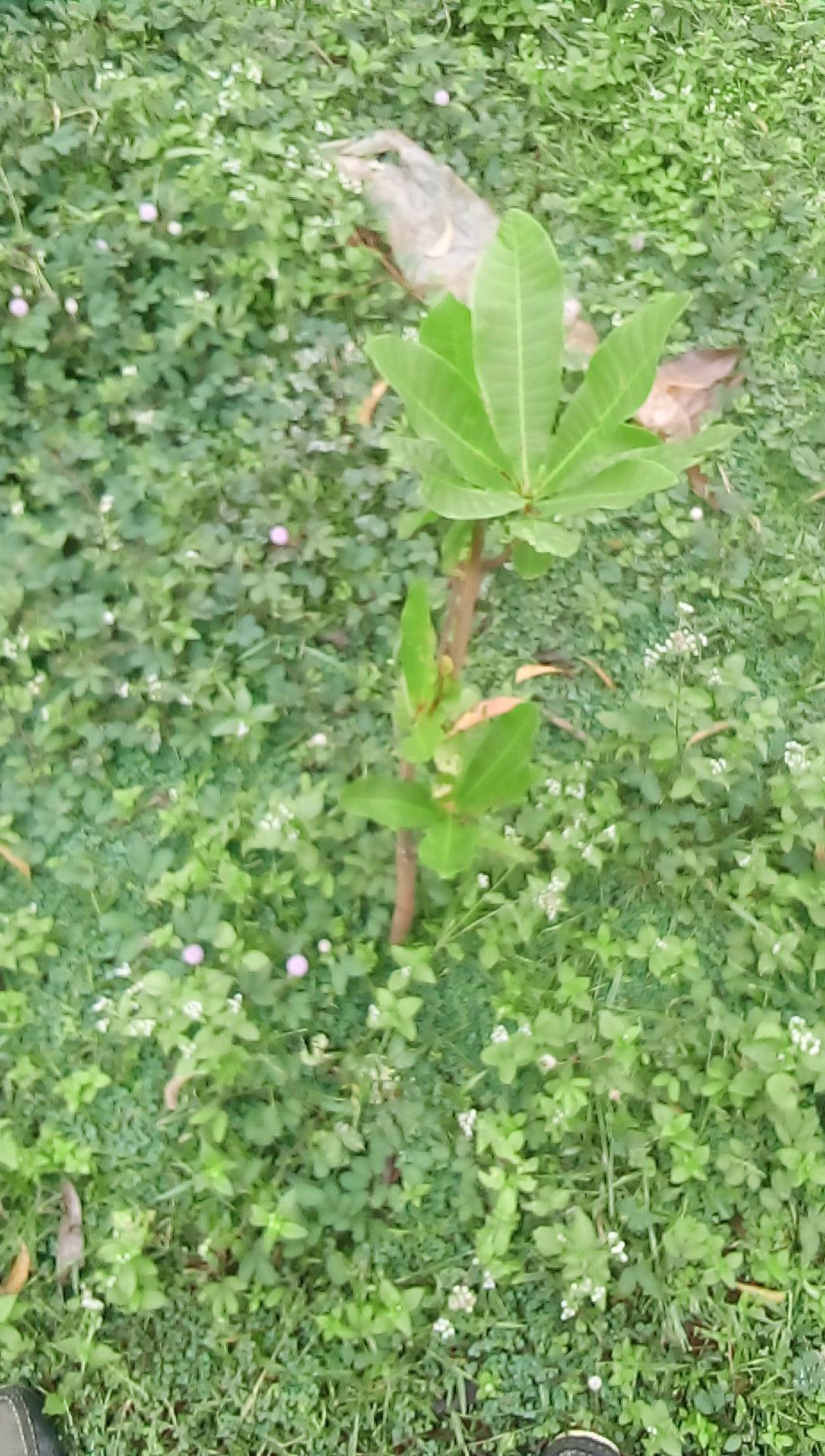 tree