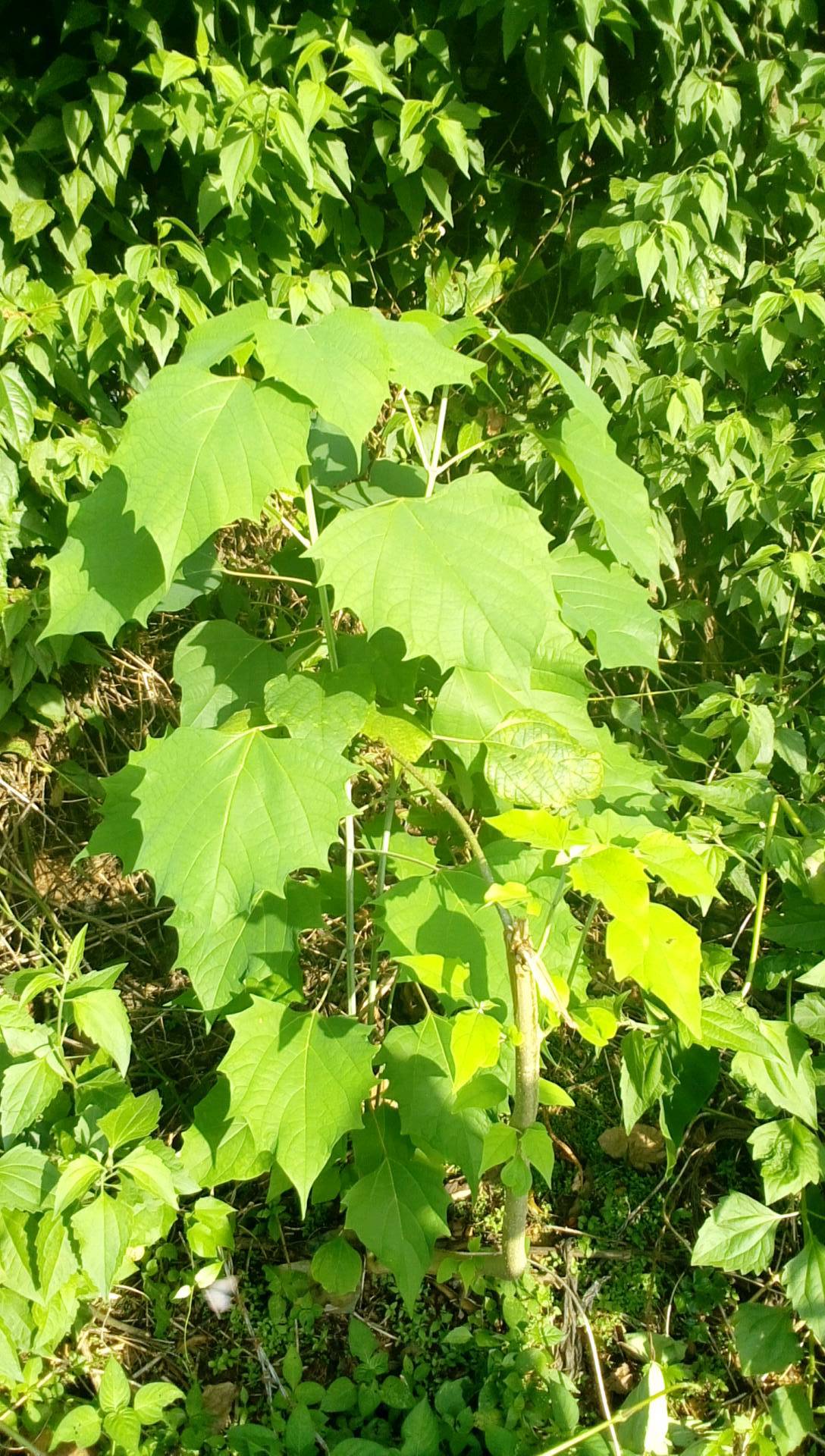 tree