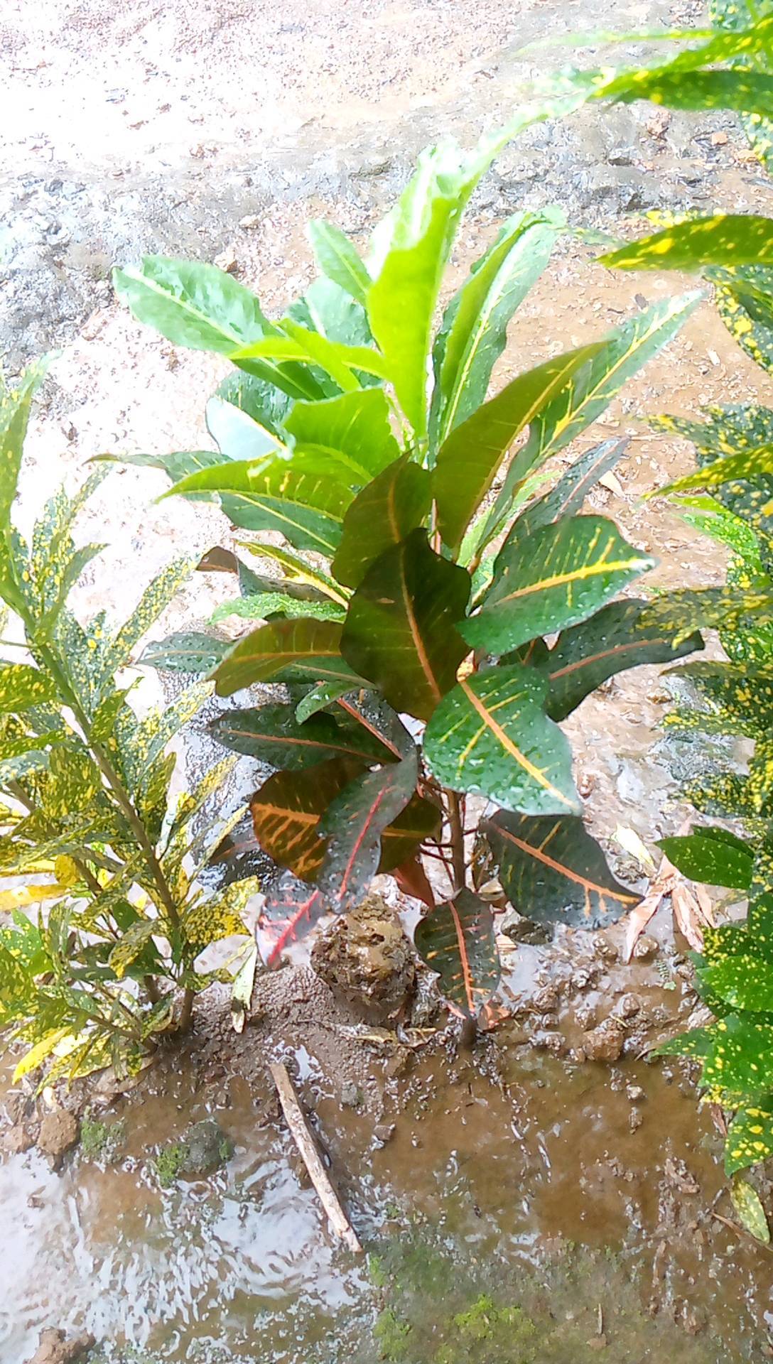 tree