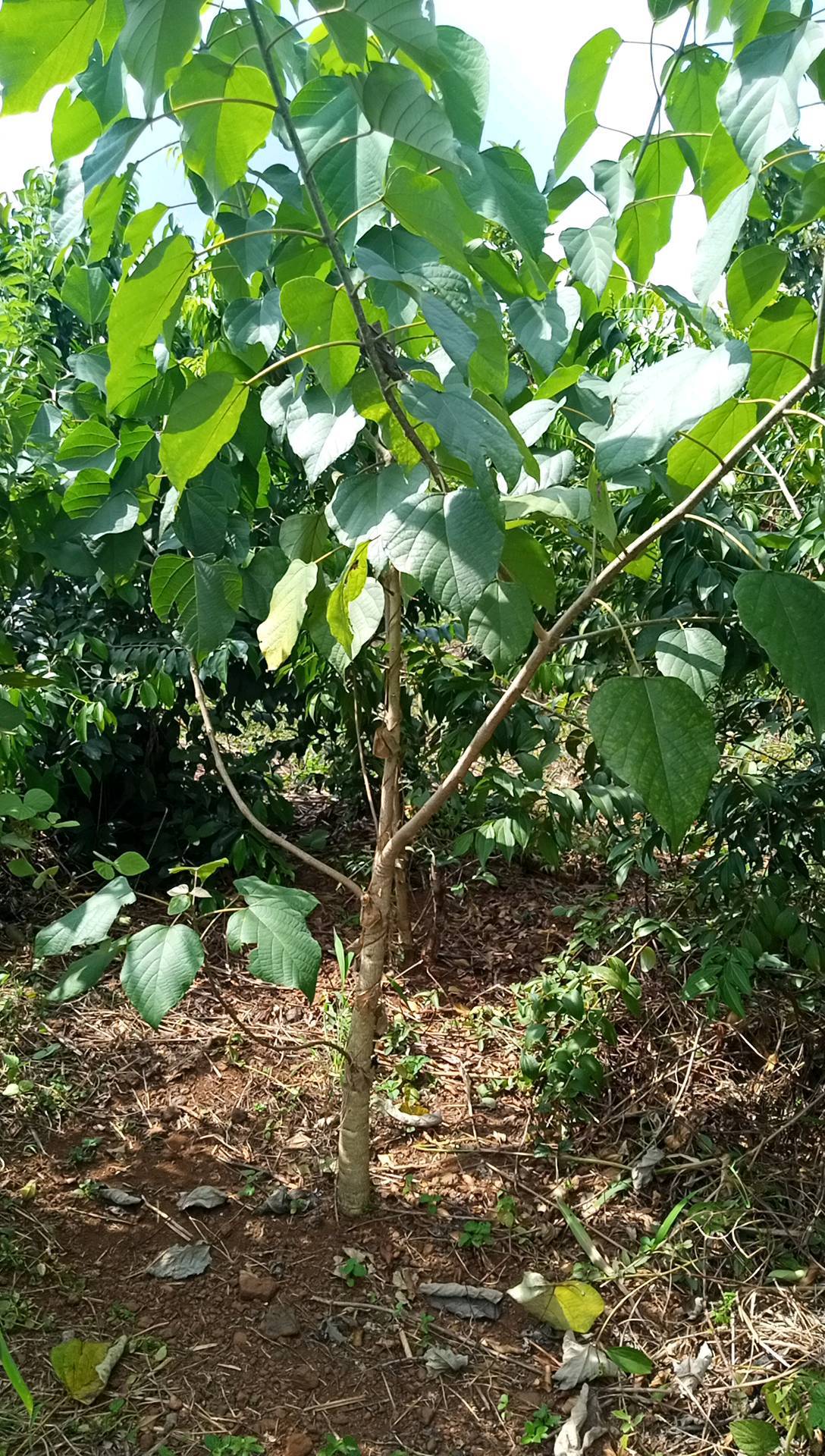tree