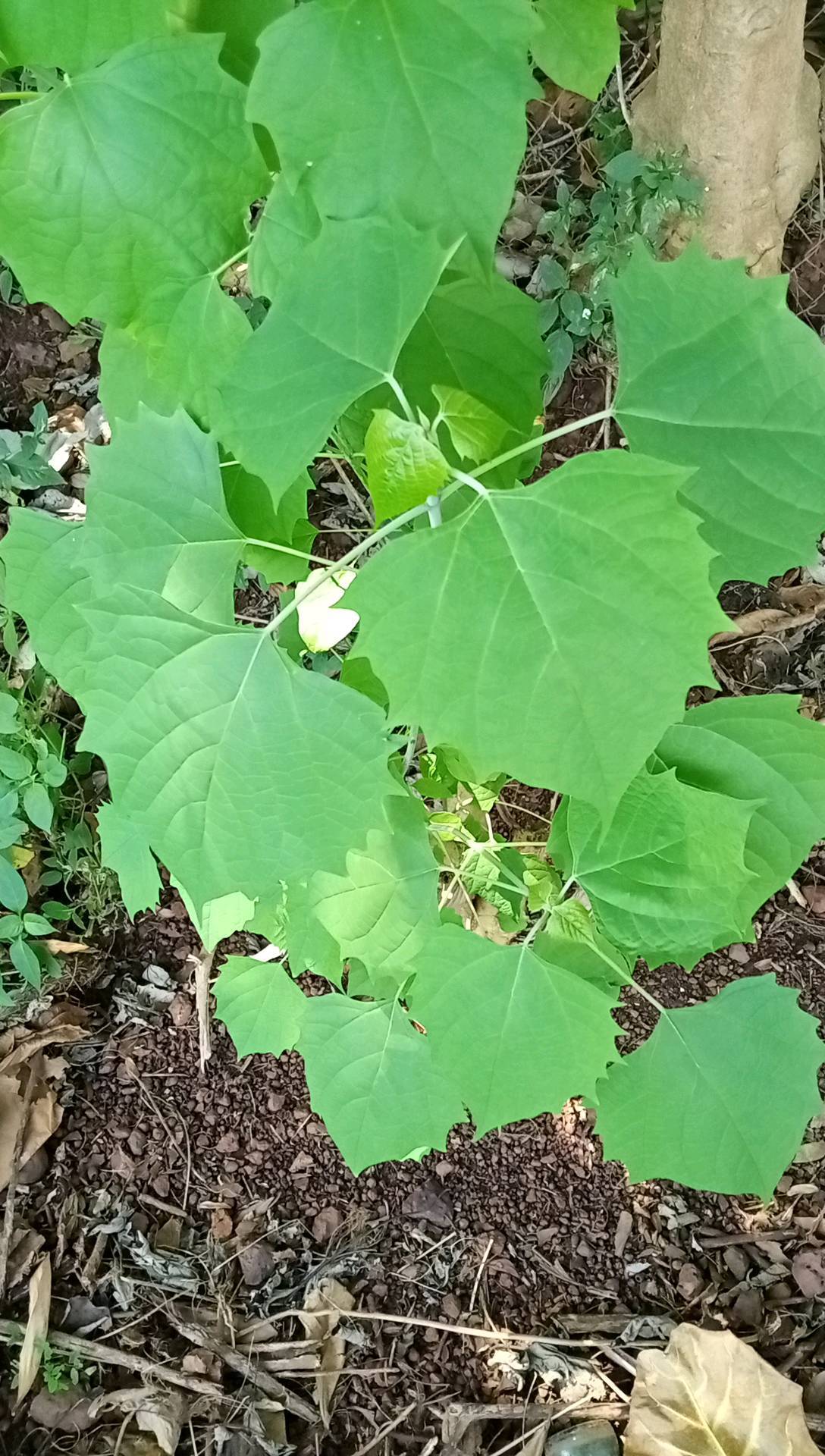 tree