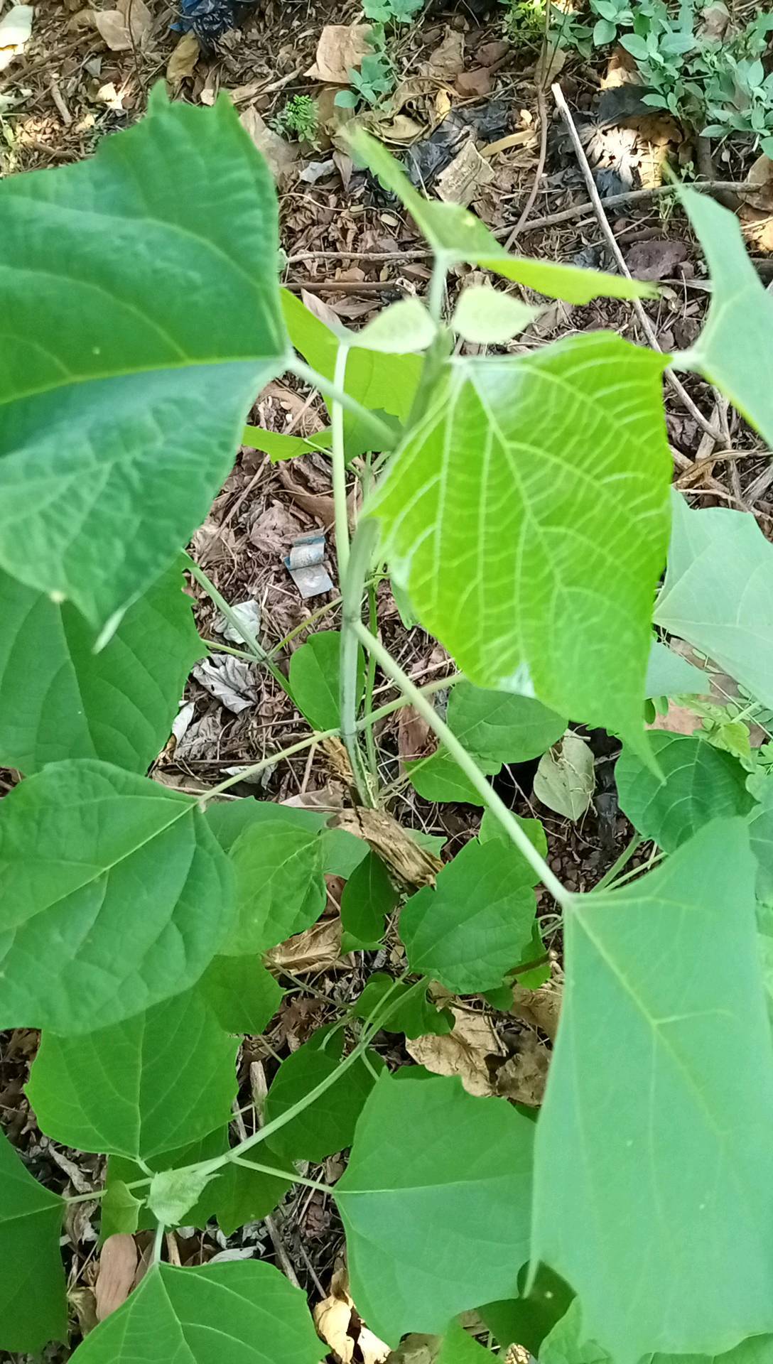 tree