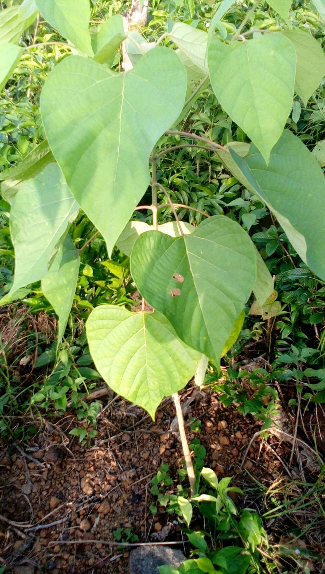 tree